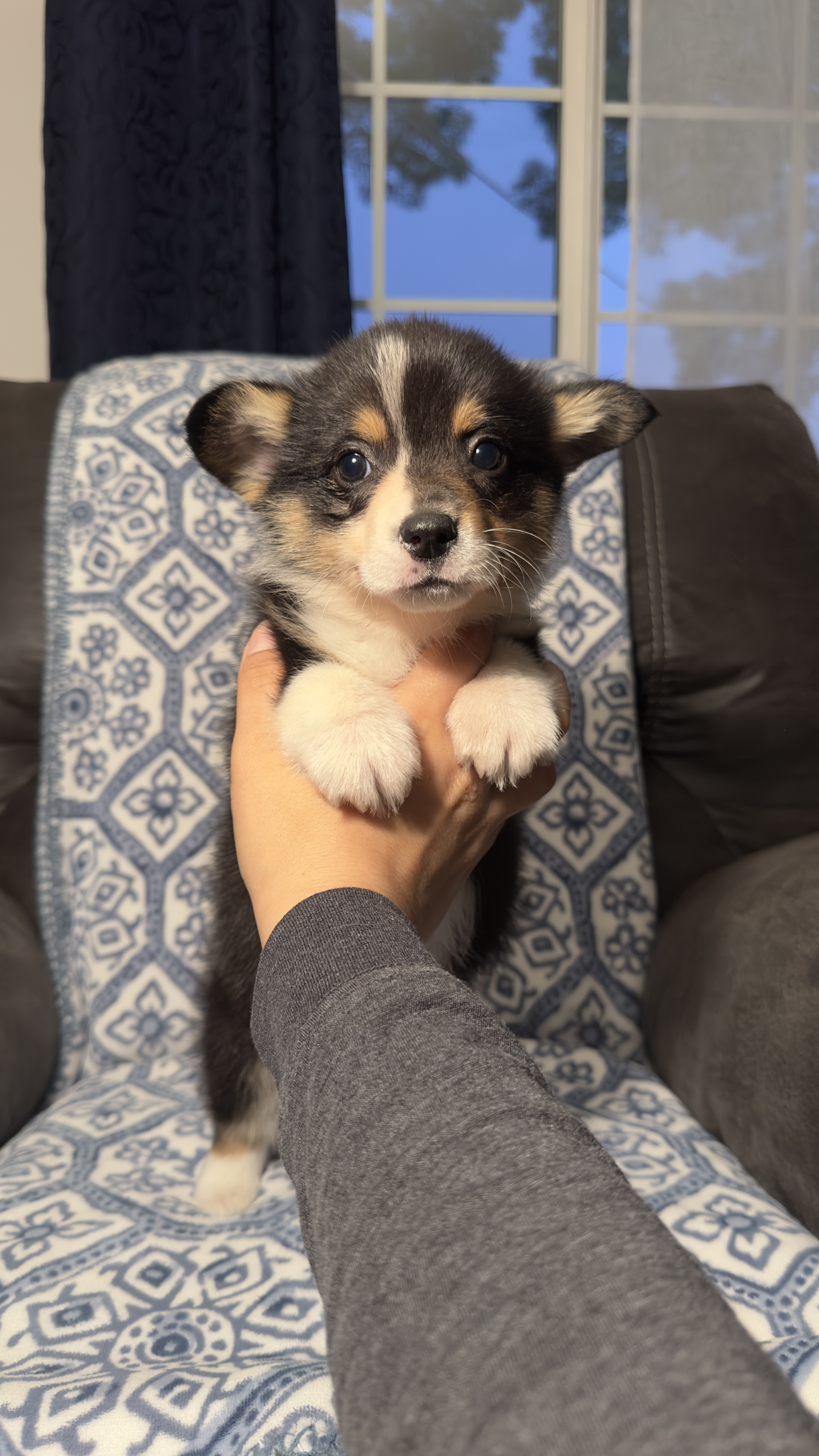 Kosmo – Pembroke Welsh Corgi puppy for sale in Madera, CA