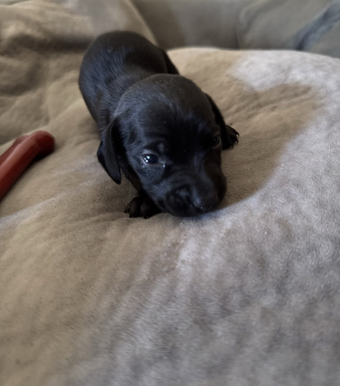 Dachshund Dad®  , a female Dachshund for sale in Clermont, FL – 5 of 6