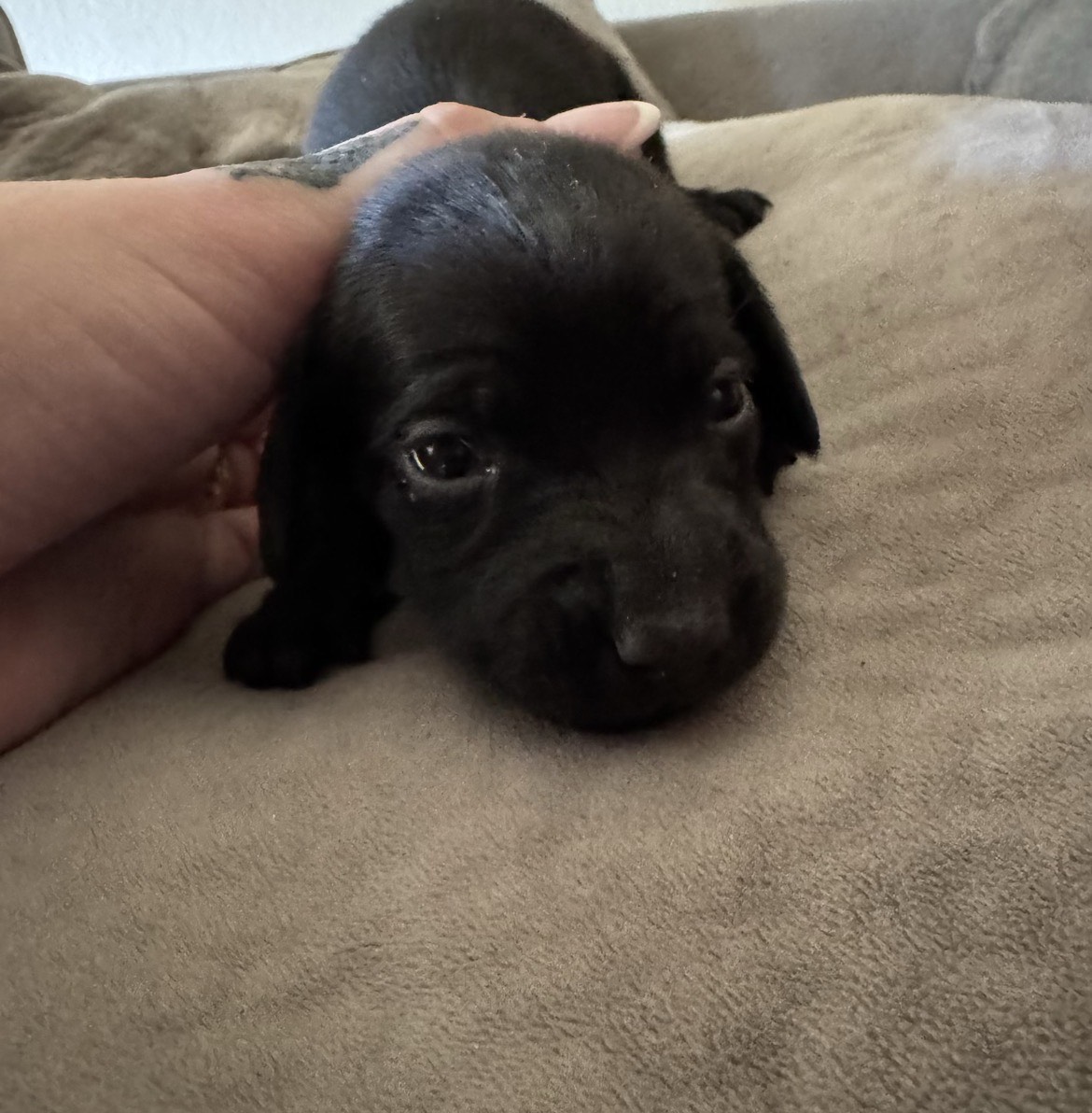 Dachshund Dad®  , a female Dachshund for sale in Clermont, FL – 4 of 6