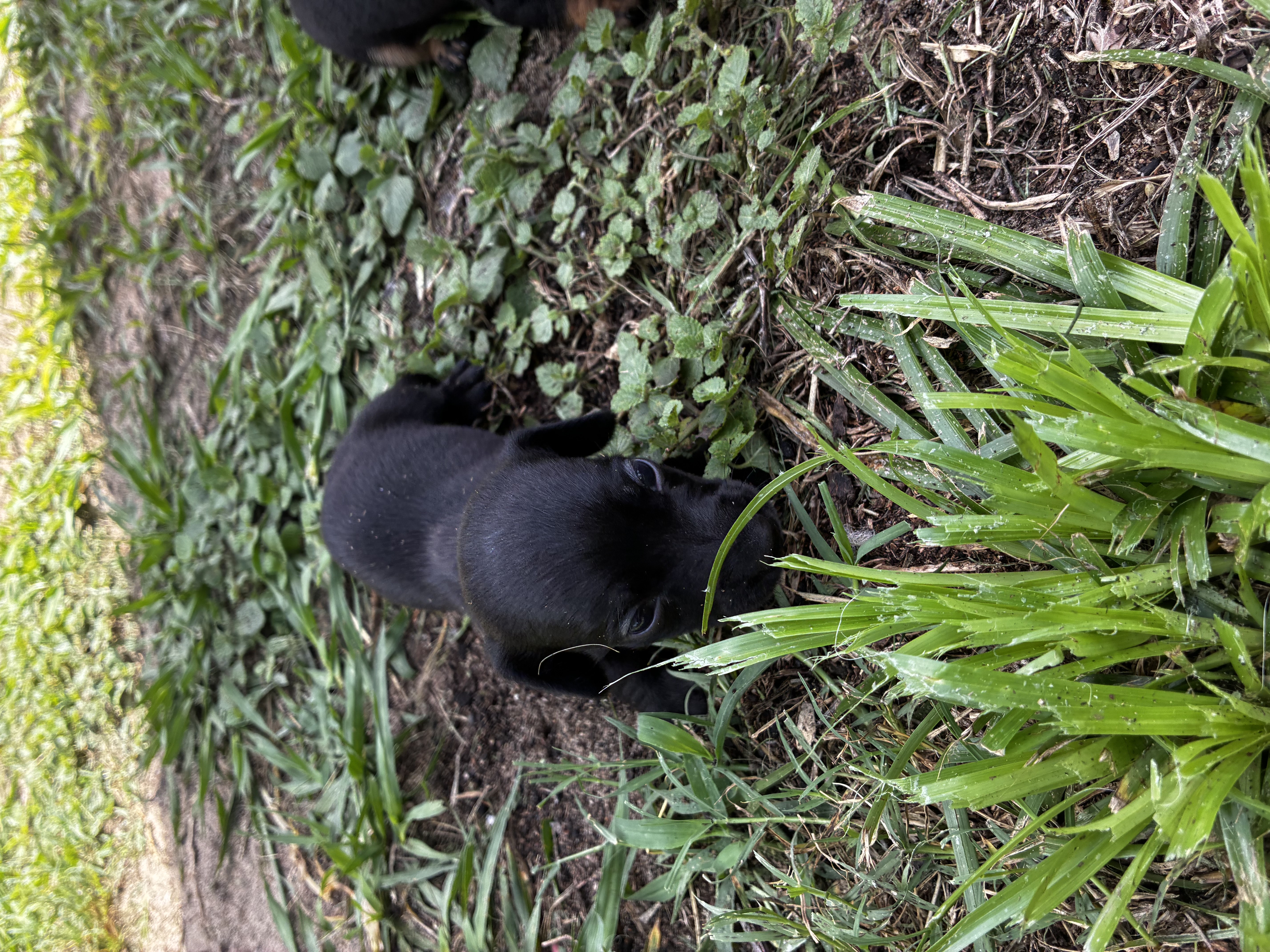 Dachshund Dad®  , a female Dachshund for sale in Clermont, FL – 2 of 6