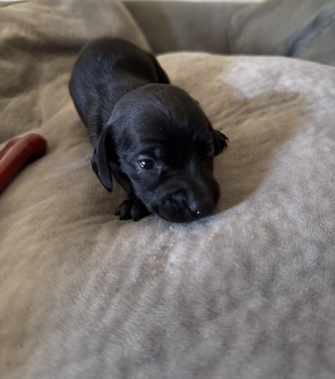 Dachshund Dad®  , a female Dachshund for sale in Clermont, FL – 3 of 6