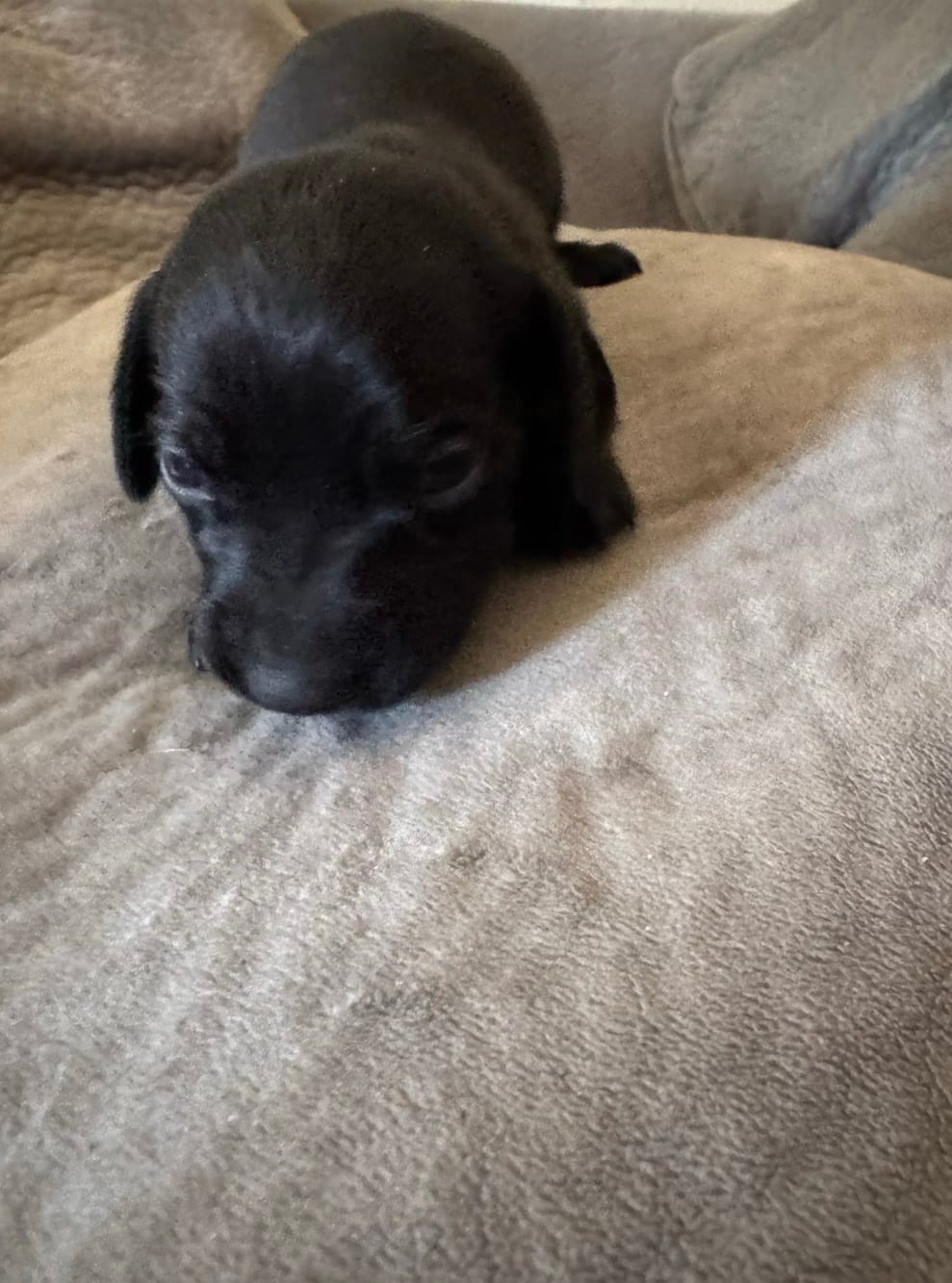 Dachshund Dad®  , a female Dachshund for sale in Clermont, FL – 6 of 6