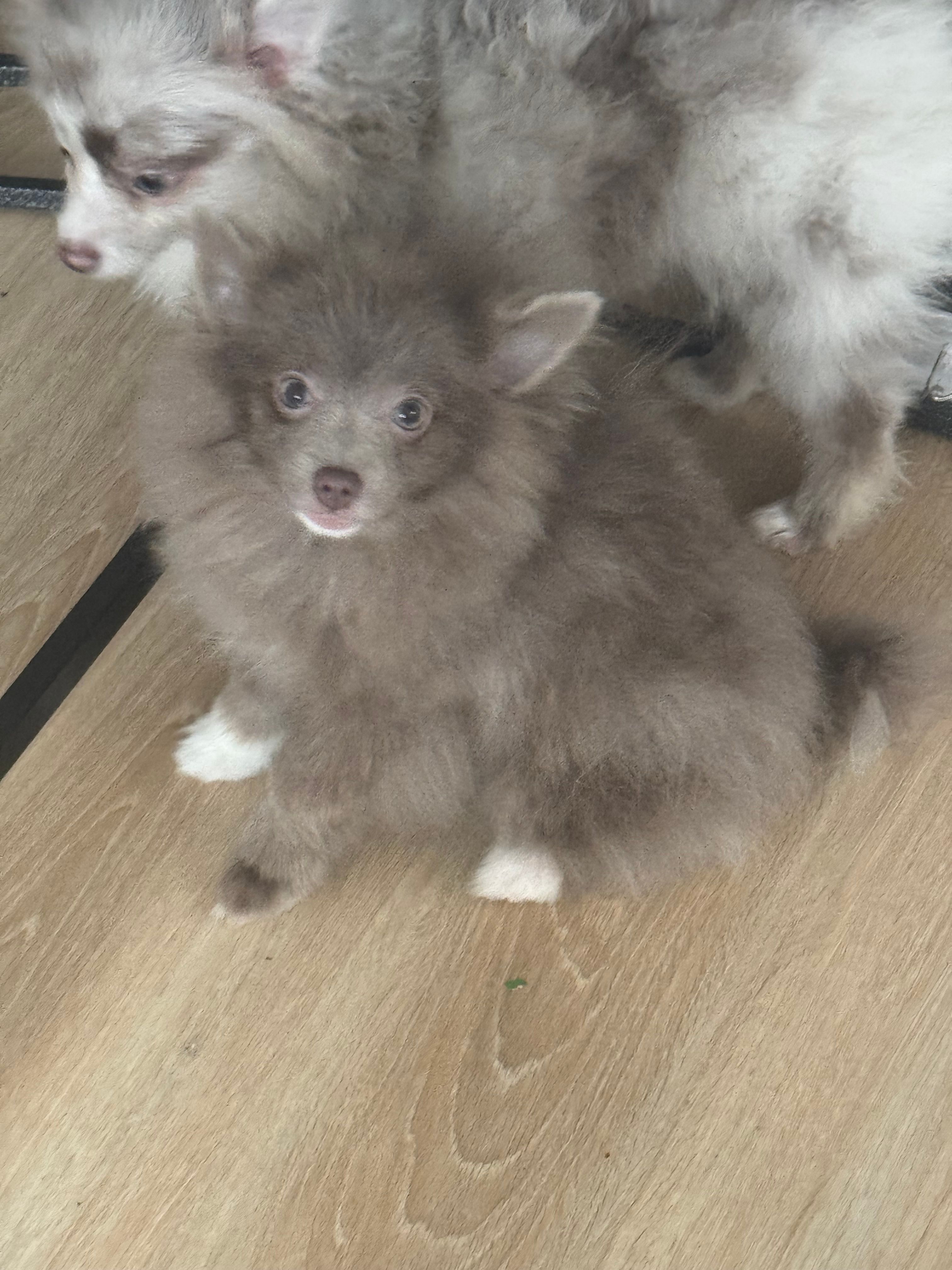 AKC Lavender Parti Sweet Dainty – Pomeranian puppy for sale in Columbus, OH