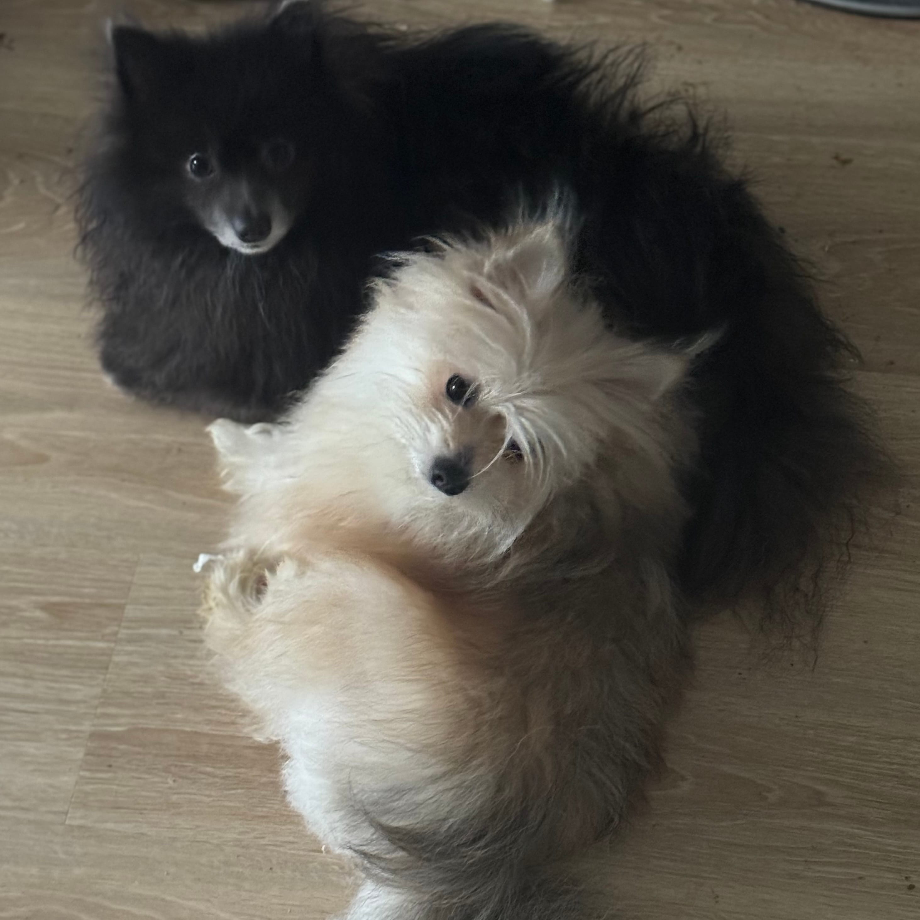 AKC Fox Face Blue Calm Sweet – Pomeranian puppy for sale in Columbus, OH