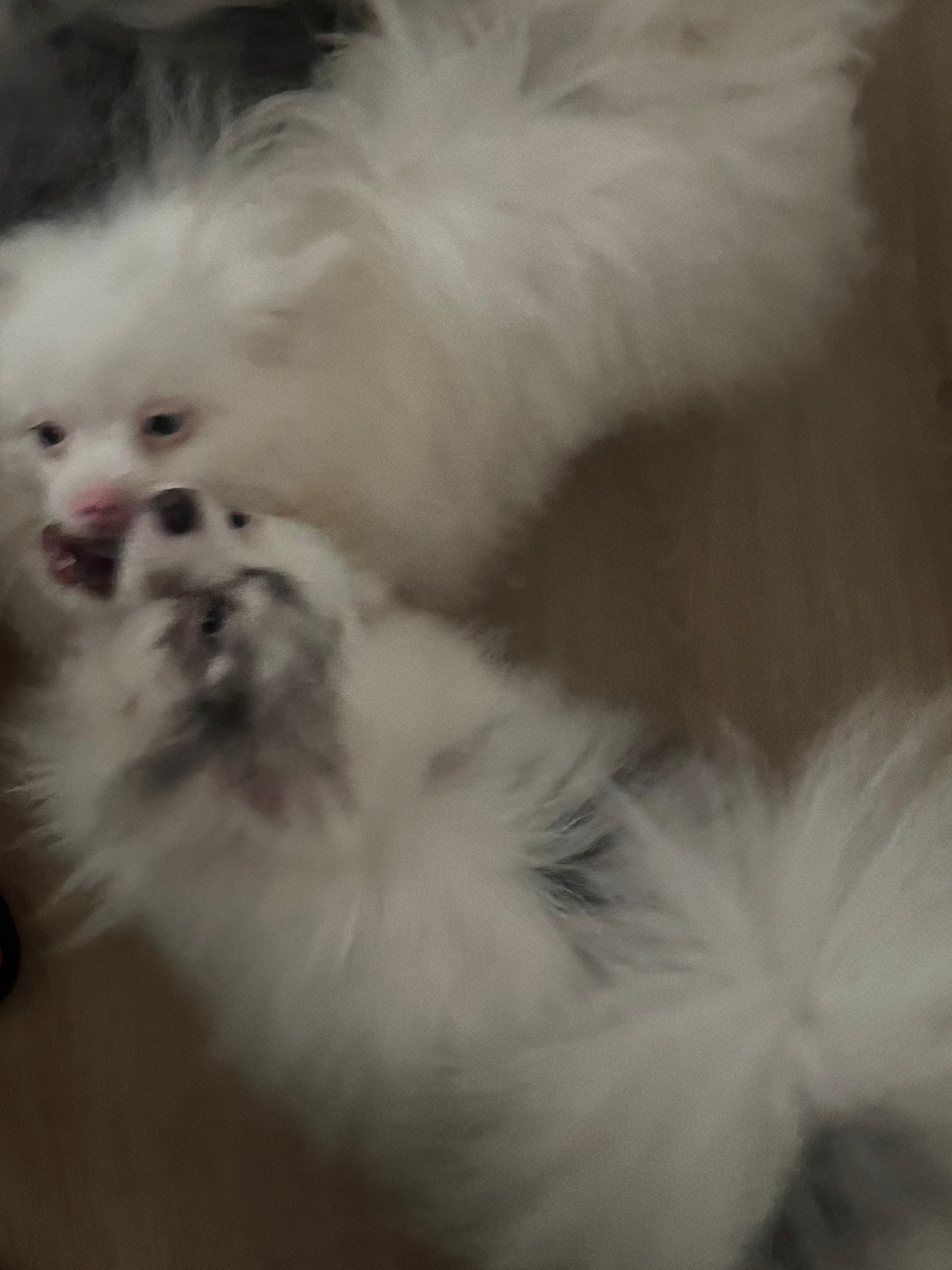 Rescue Deaf Merle Pair of Two – Pomeranian puppy for sale in Columbus, OH