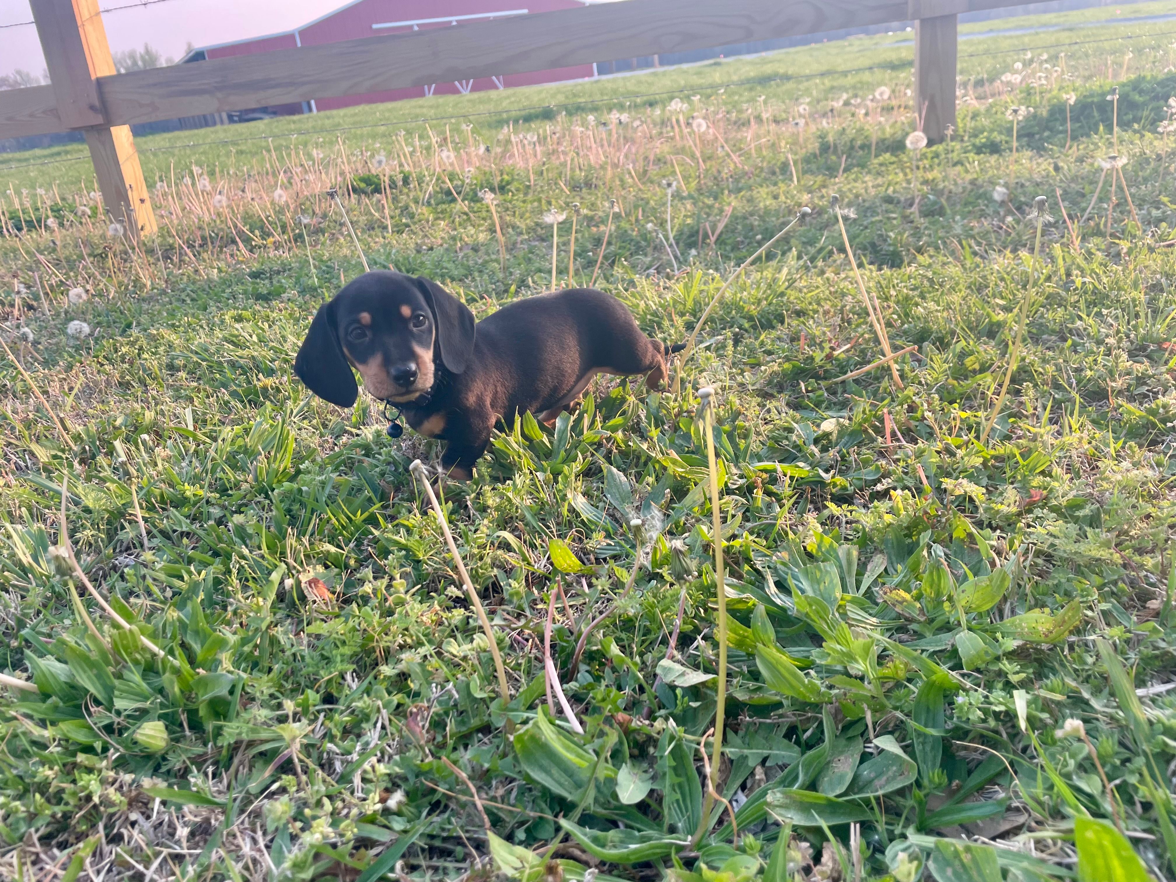 Donnie – Miniature Dachshund puppy for sale in Athens, AL