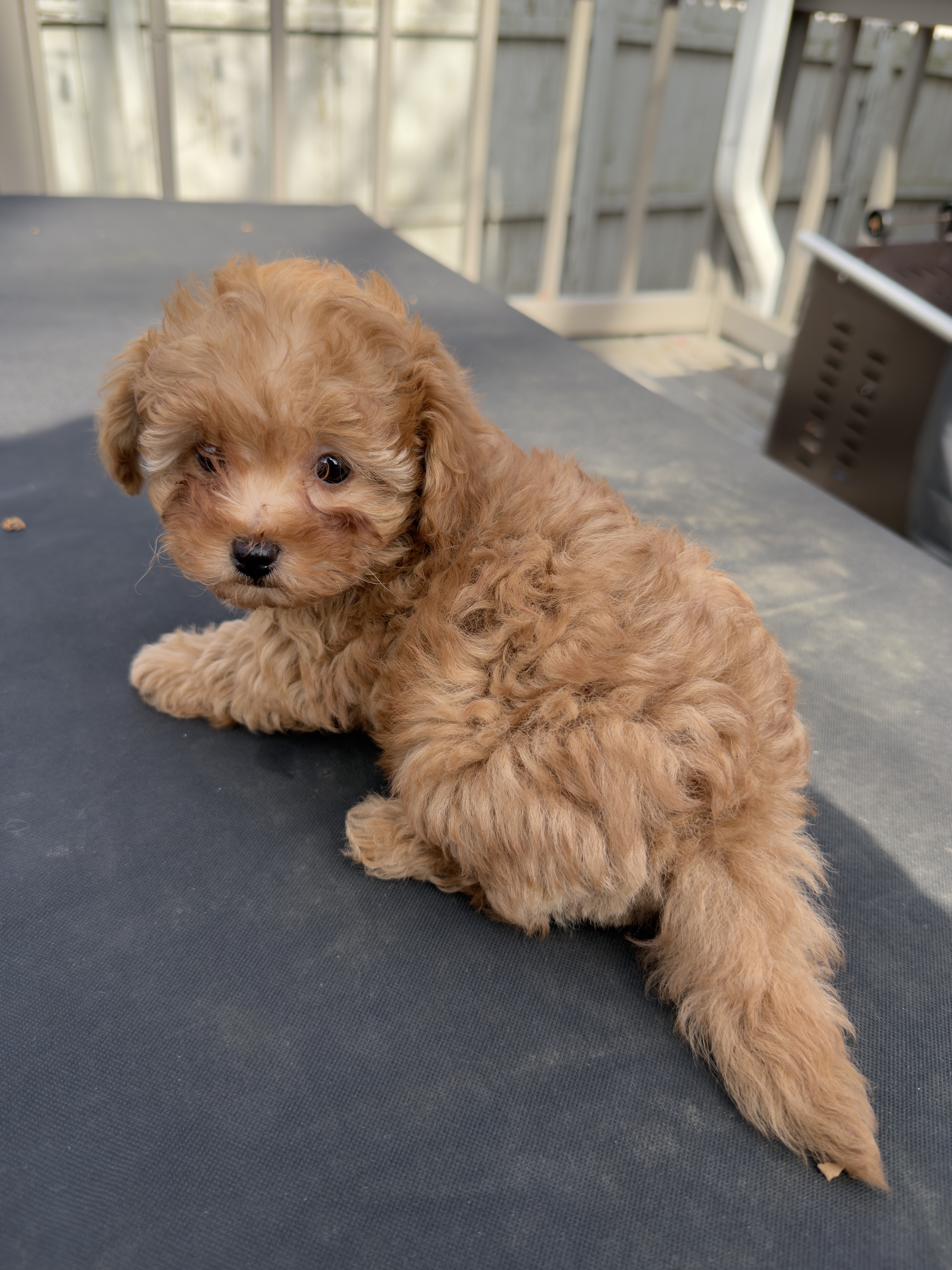 Teddy, a male Maltipoo for sale in Indianapolis, IN – Photo 2 of 10
