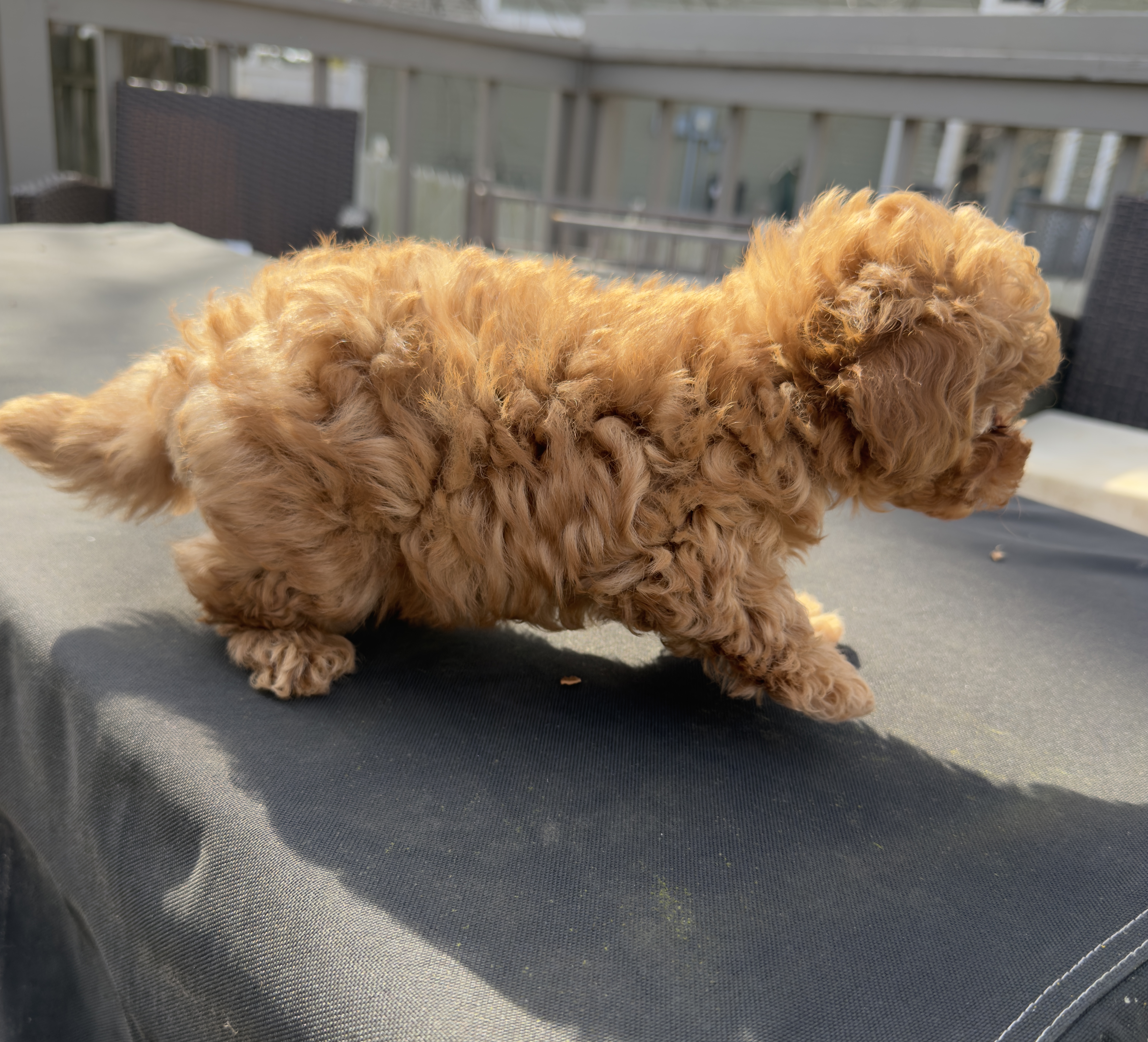 Teddy, a male Maltipoo for sale in Indianapolis, IN – Photo 10 of 10