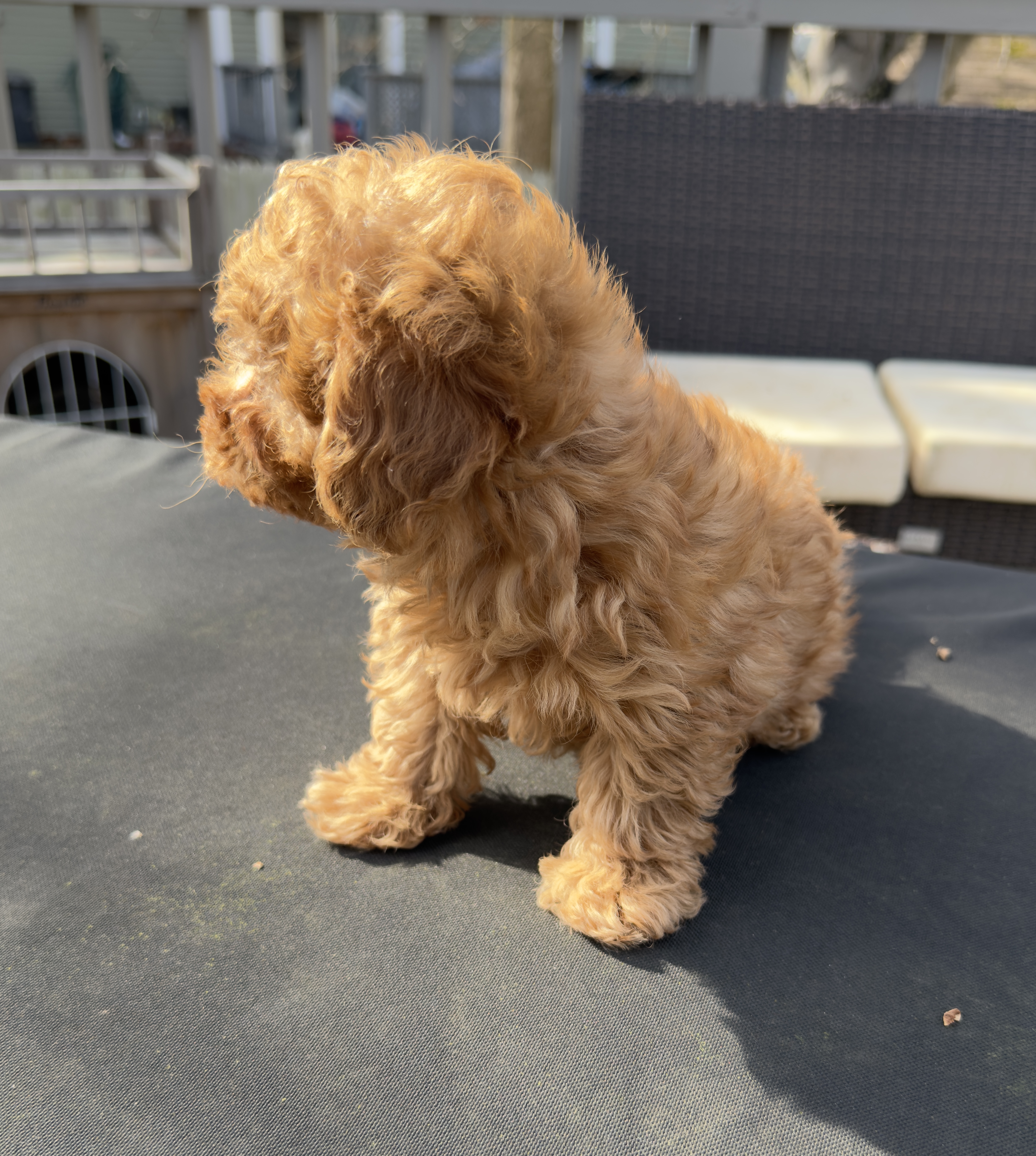 Teddy, a male Maltipoo for sale in Indianapolis, IN – Photo 8 of 10
