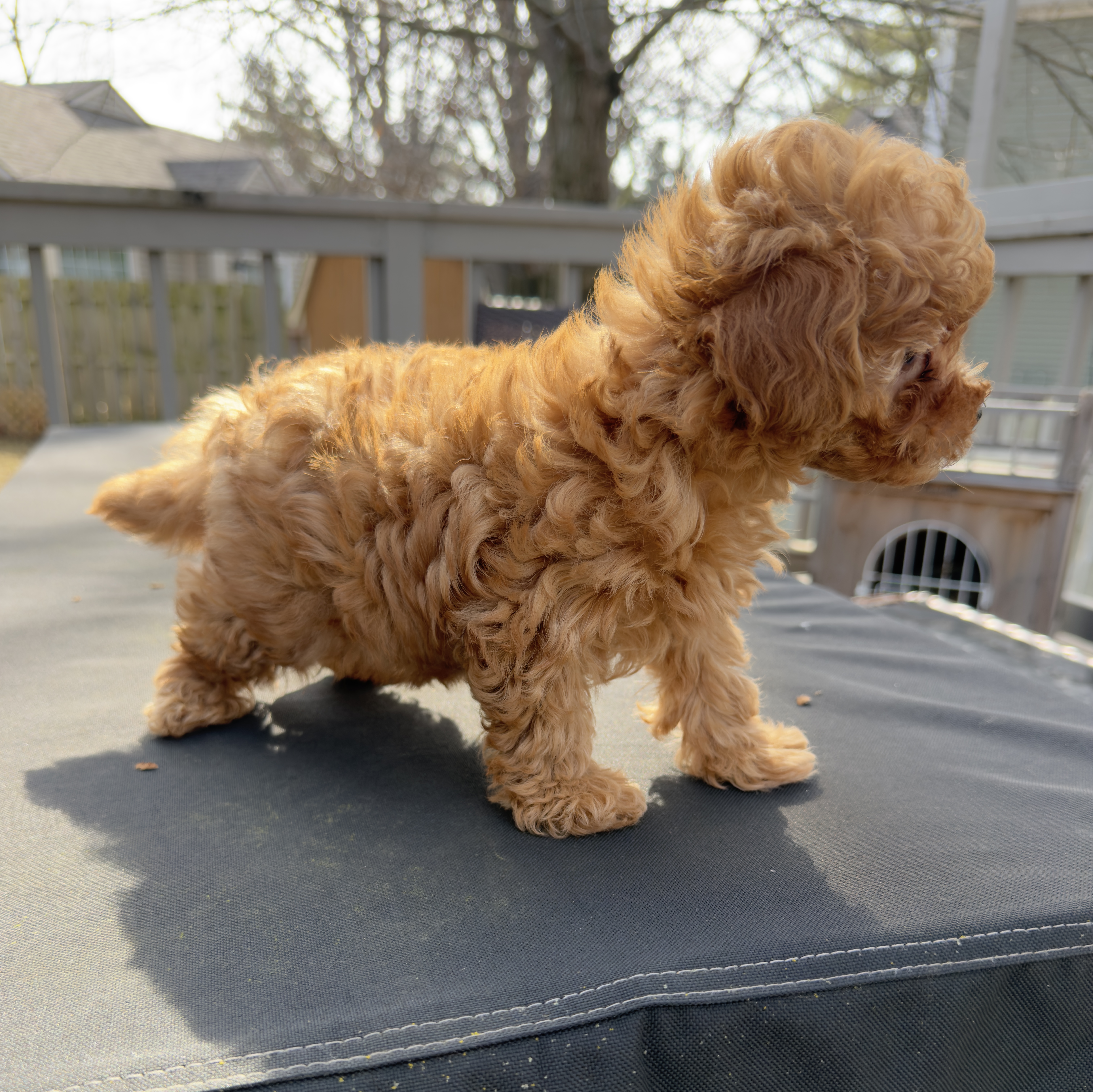 Teddy, a male Maltipoo for sale in Indianapolis, IN – Photo 5 of 10