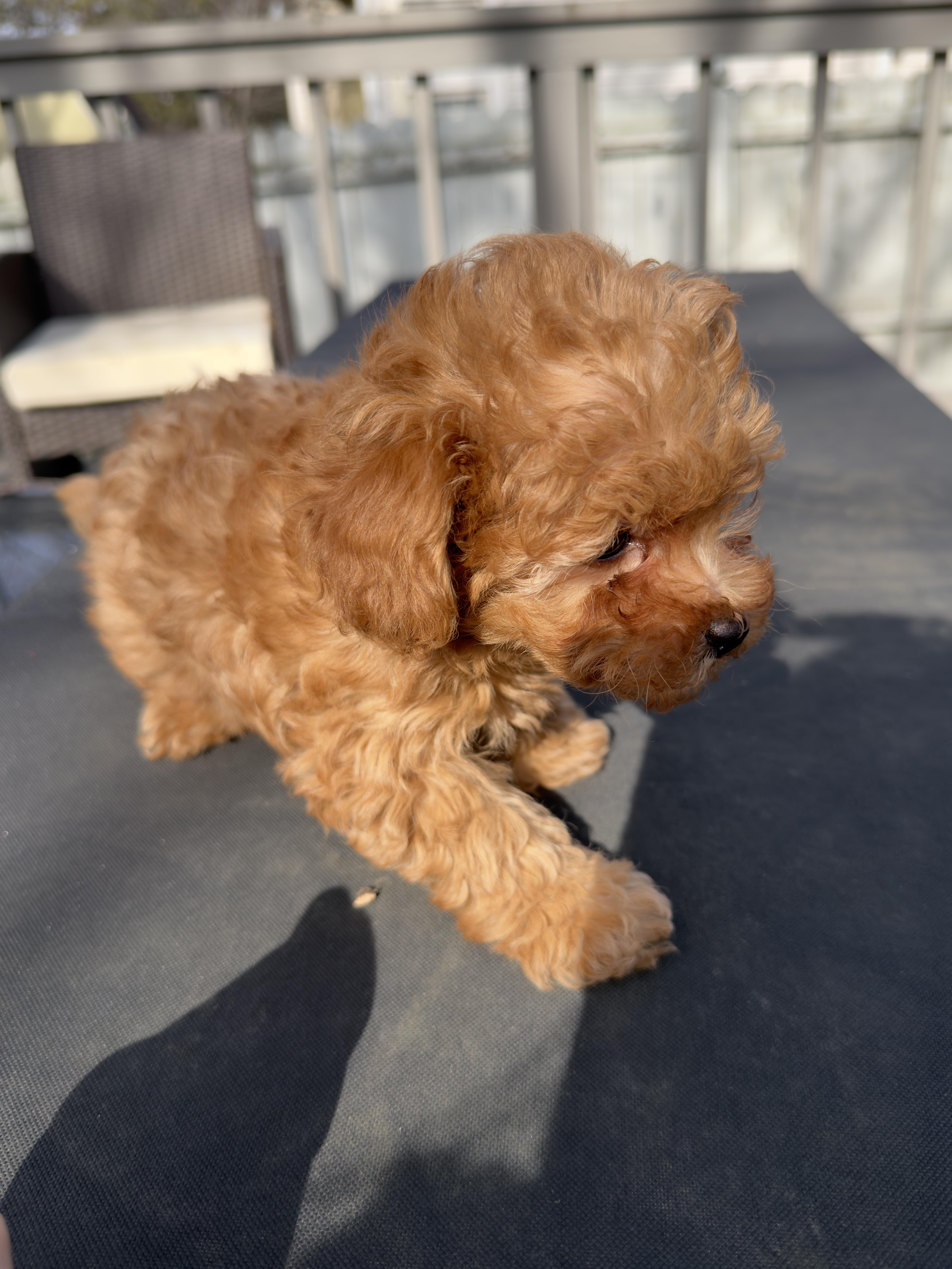 Teddy, a male Maltipoo for sale in Indianapolis, IN – Photo 7 of 10