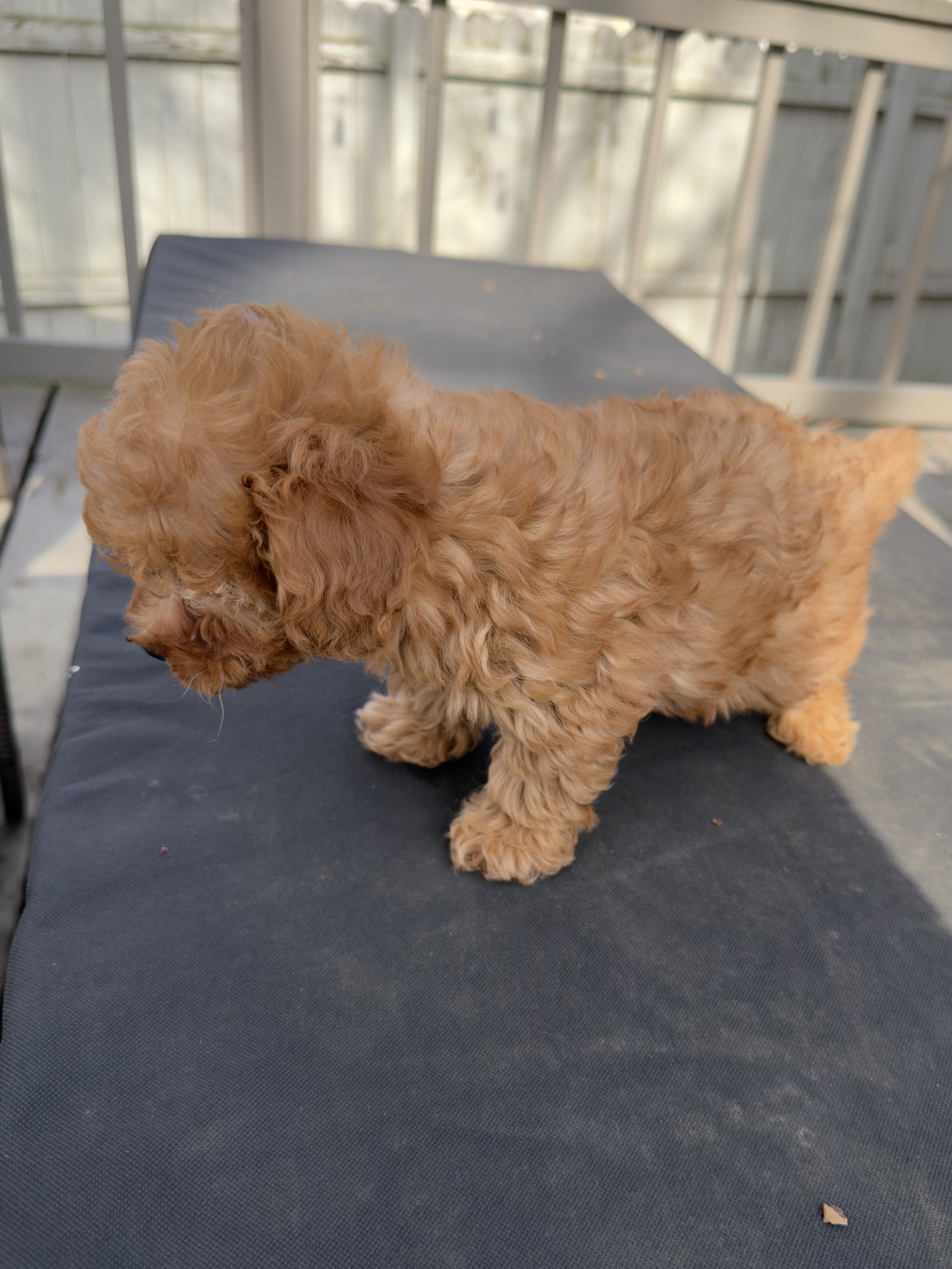 Teddy, a male Maltipoo for sale in Indianapolis, IN – Photo 6 of 10