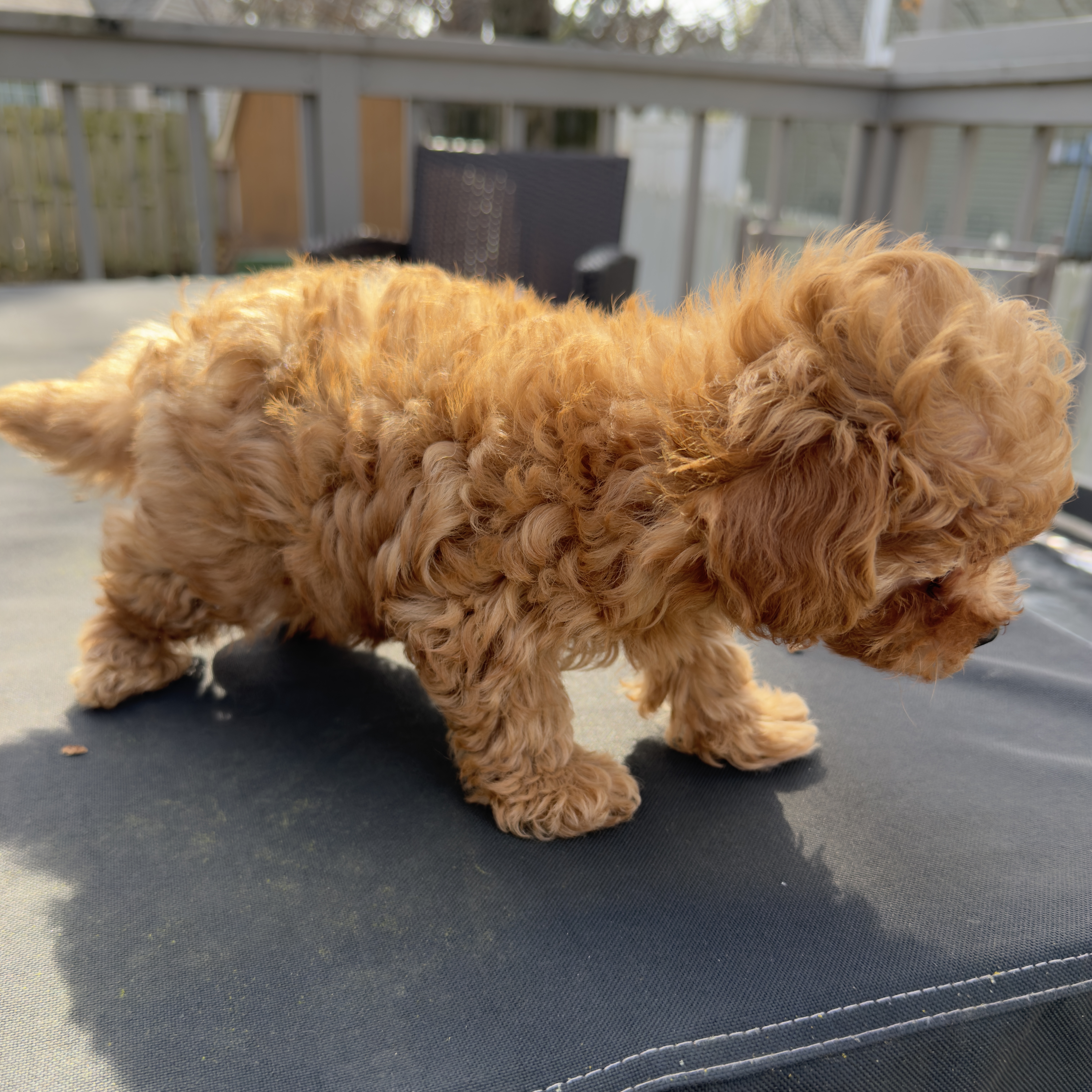 Teddy, a male Maltipoo for sale in Indianapolis, IN – Photo 9 of 10