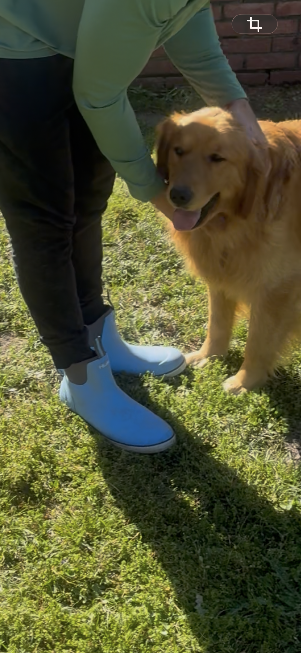 Henry  – Golden Retriever, English Cream Golden Retriever puppy for sale in Irmo, SC