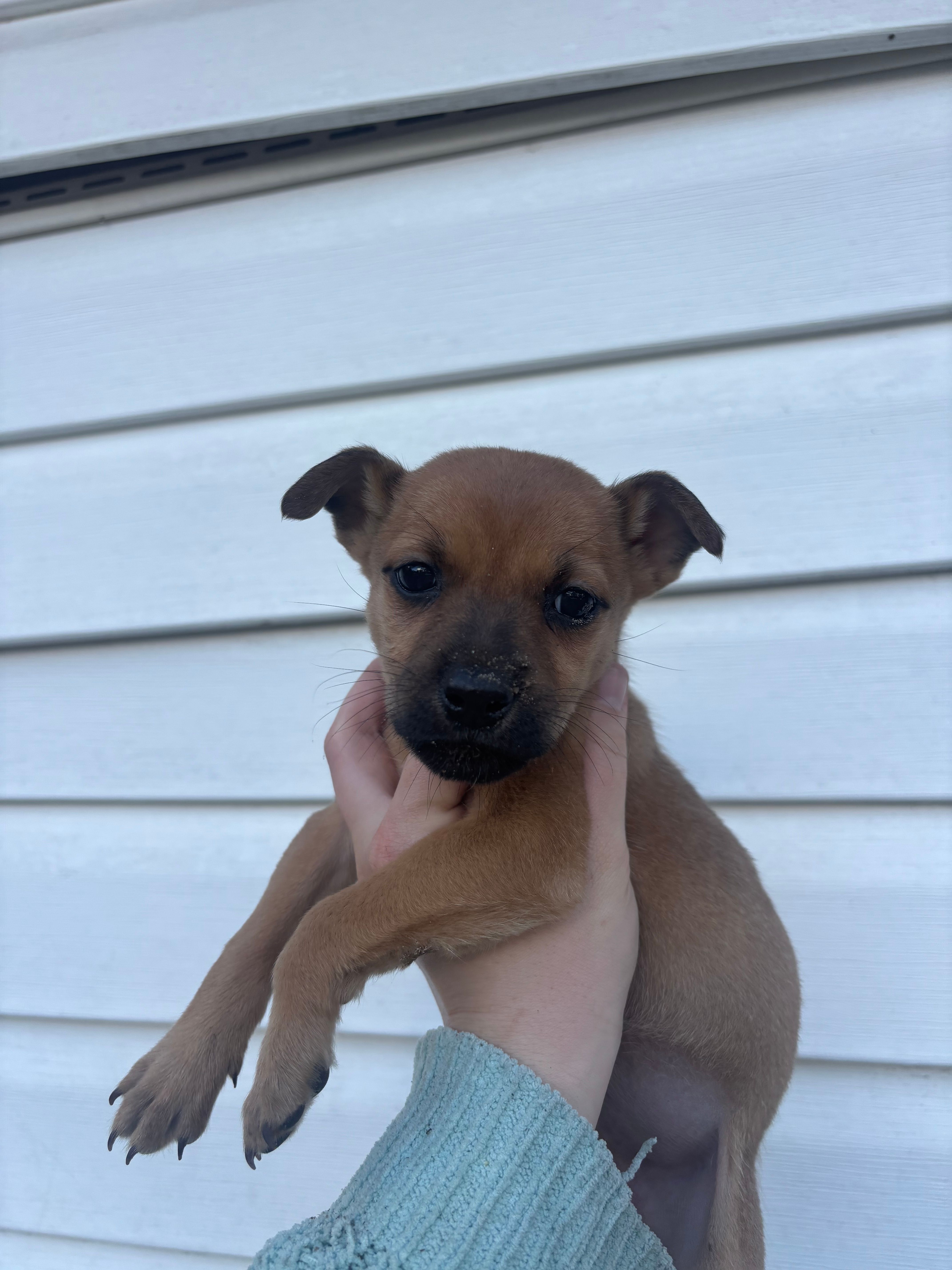 Flora – German Shepherd Dog, Siberian Husky puppy for sale in Tampa, FL