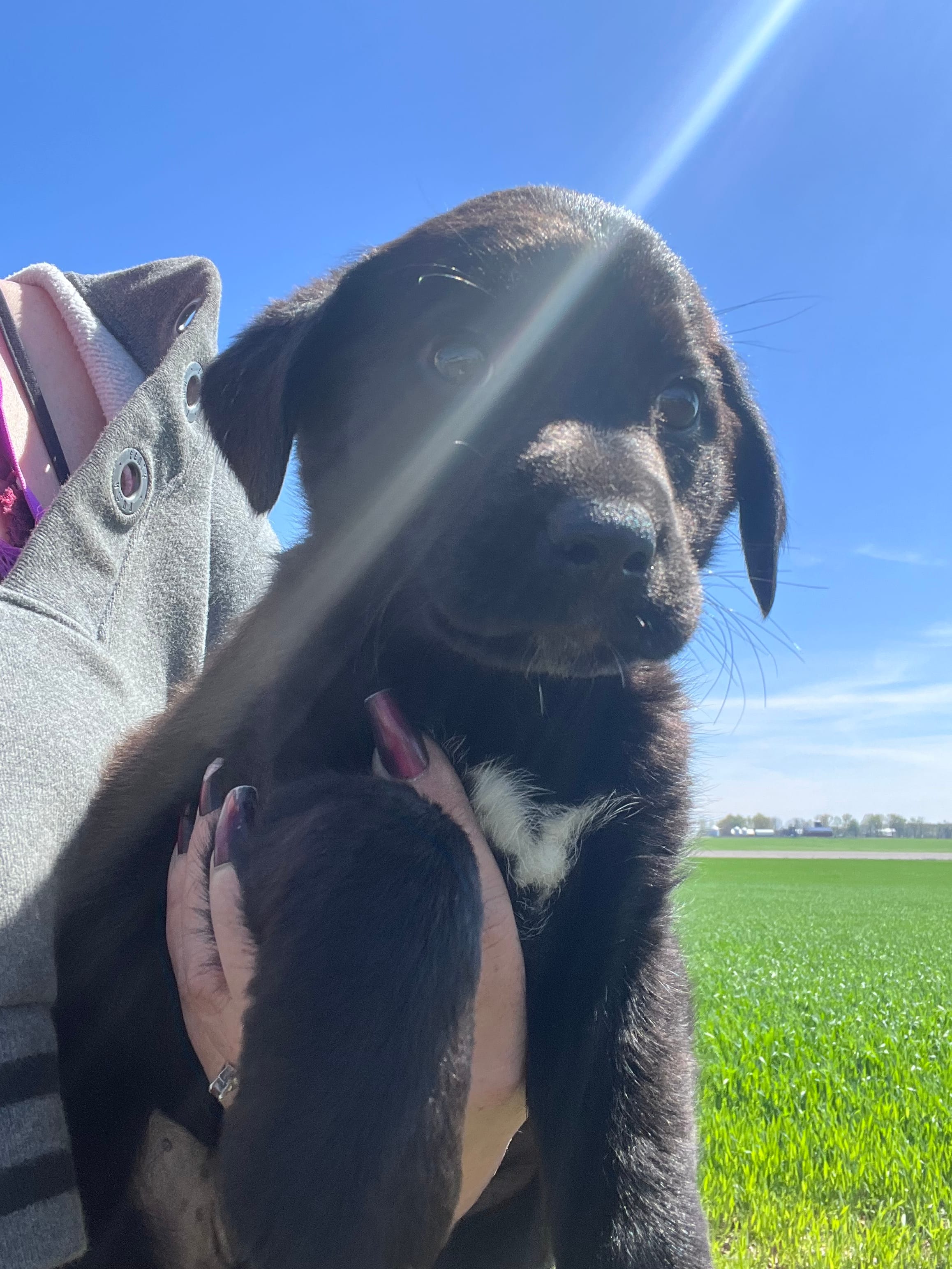Stormy  – Labrador Retriever puppy for sale in Homer, MI