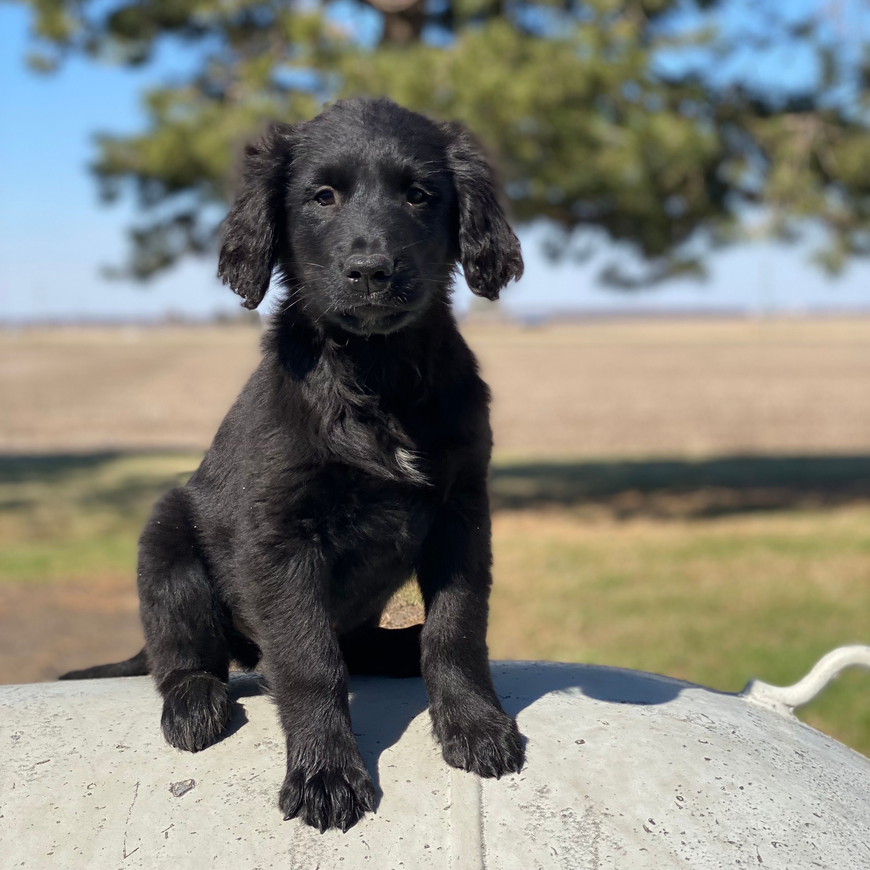 Smoky – Golden Mountain Dog puppy for sale in Forrest, IL