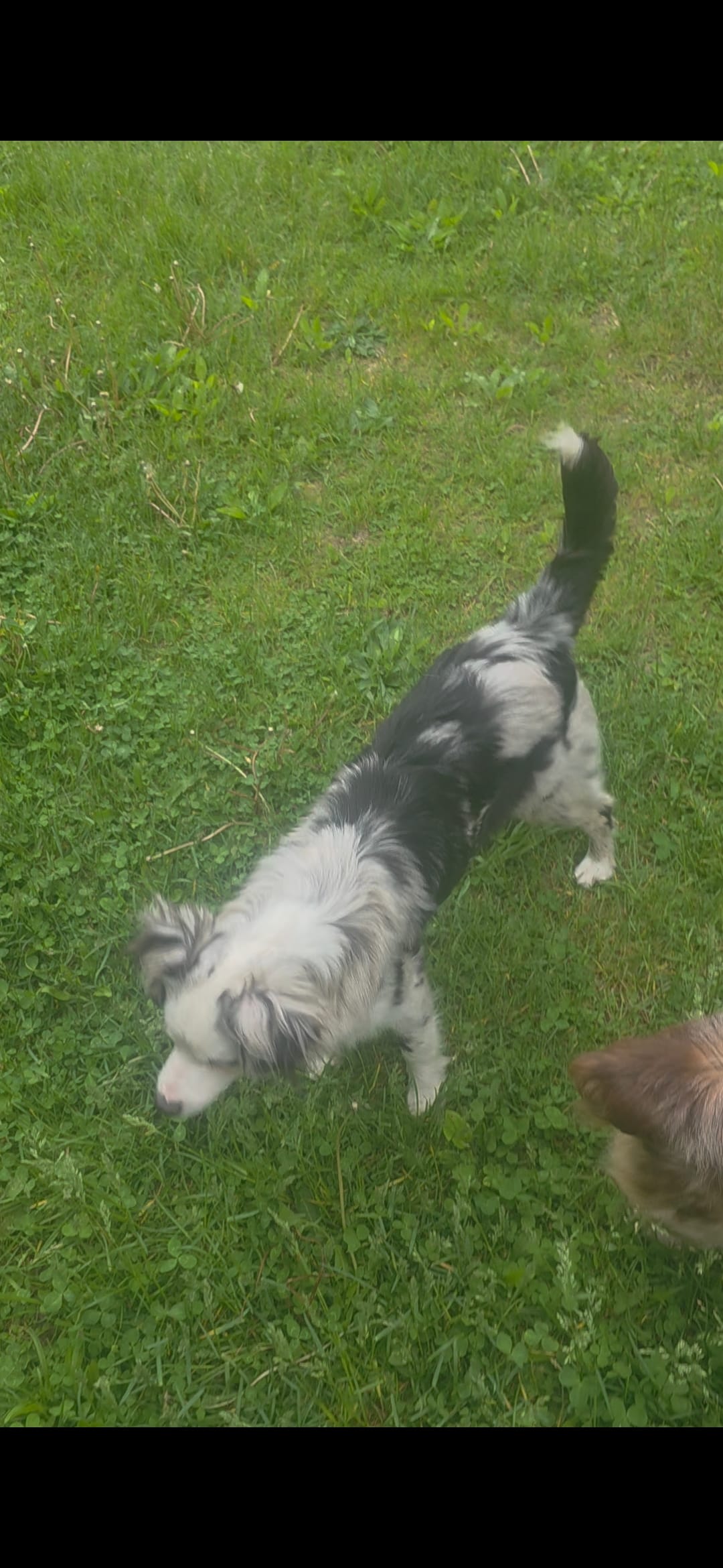 Gracie – Miniature Australian Shepherd puppy for sale in Richland Center, WI