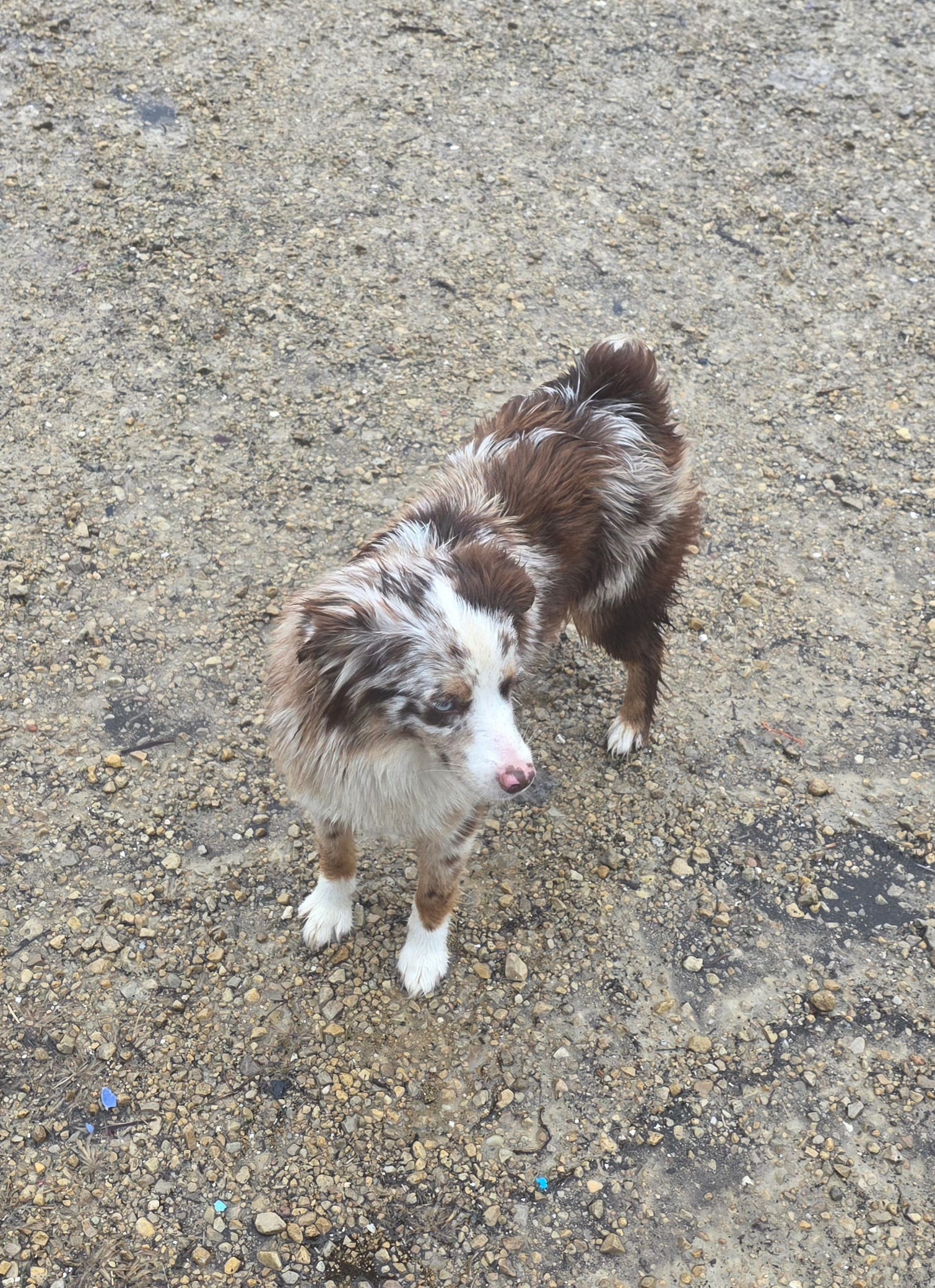 Maddie – Miniature American Shepherd puppy for sale in Richland Center, WI