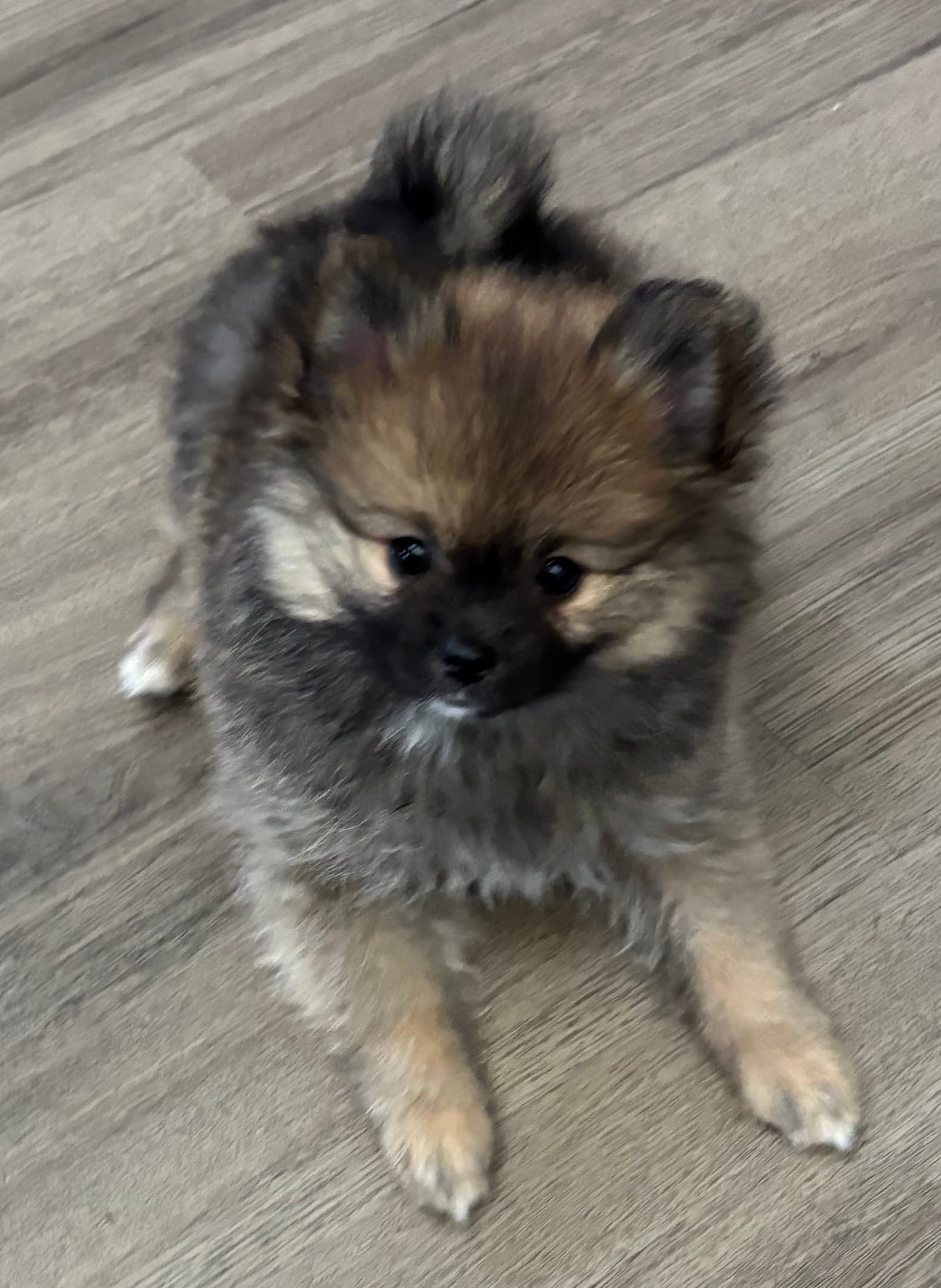 Trixie ckc certified  – Pomeranian puppy for sale in Memphis, TN