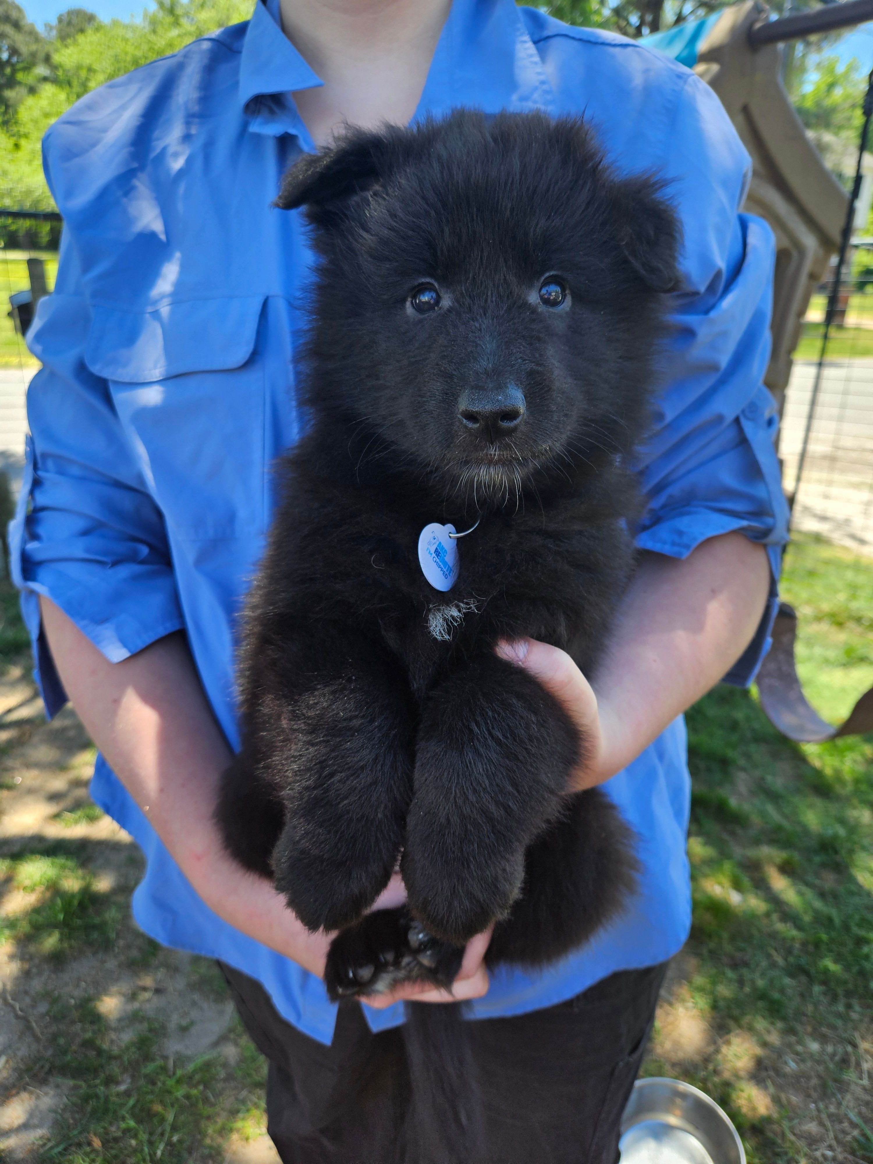 Everest – Belgian Sheepdog puppy for sale in Poquoson, VA