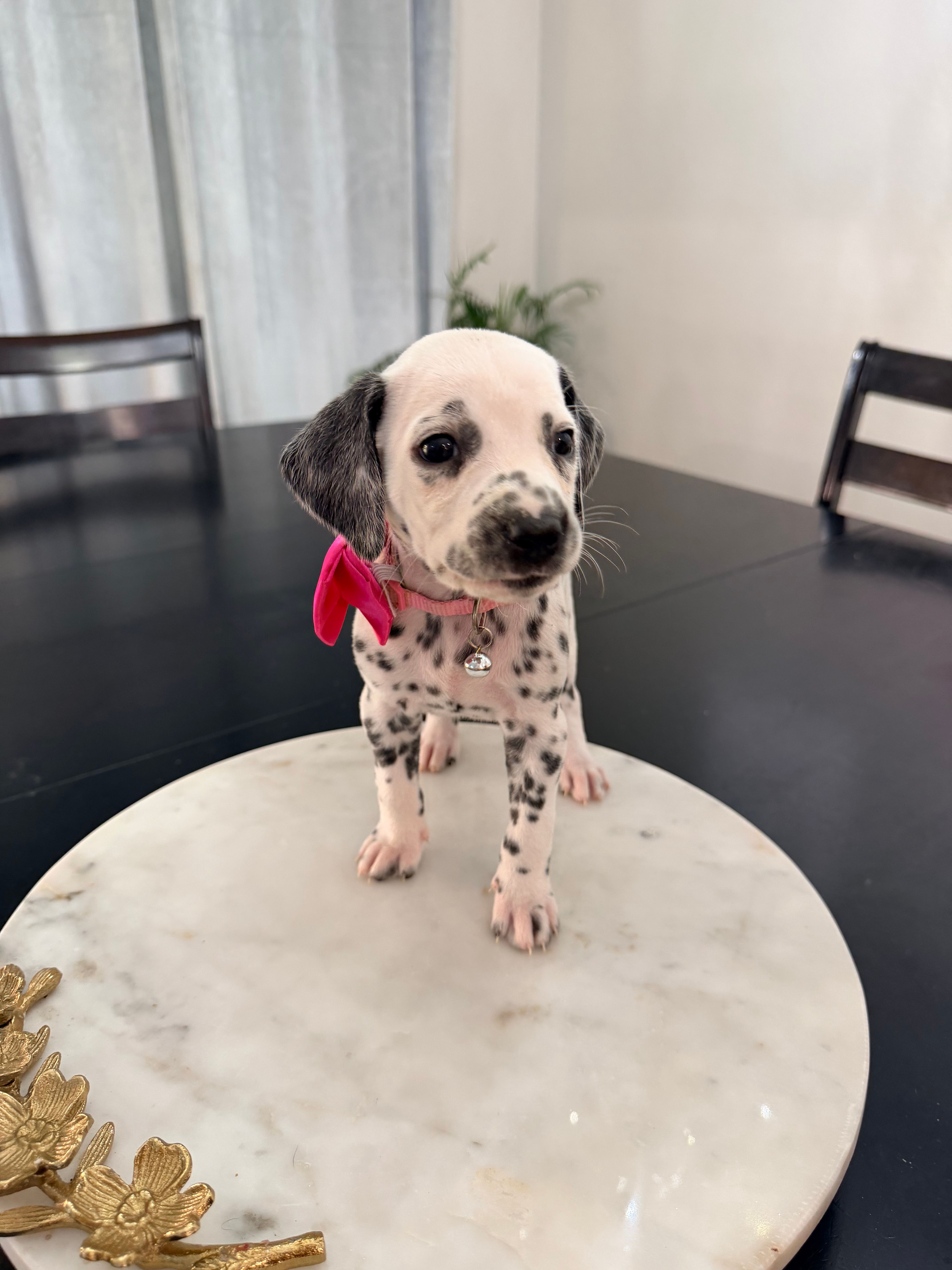 Aurora(Pink Collar) – Dalmatian puppy on hold in Queen Creek, AZ