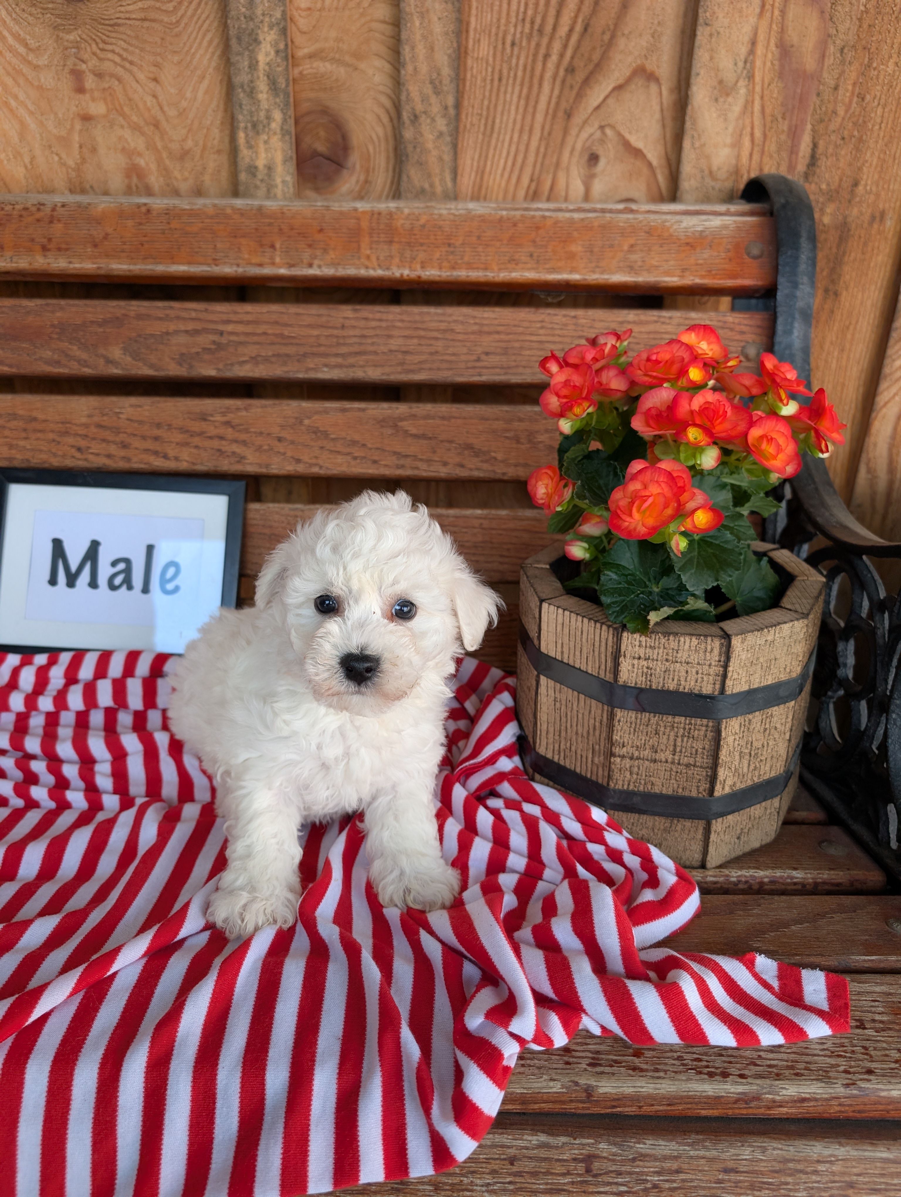 Brock – Bichon Frise puppy for sale in Shippensburg, PA