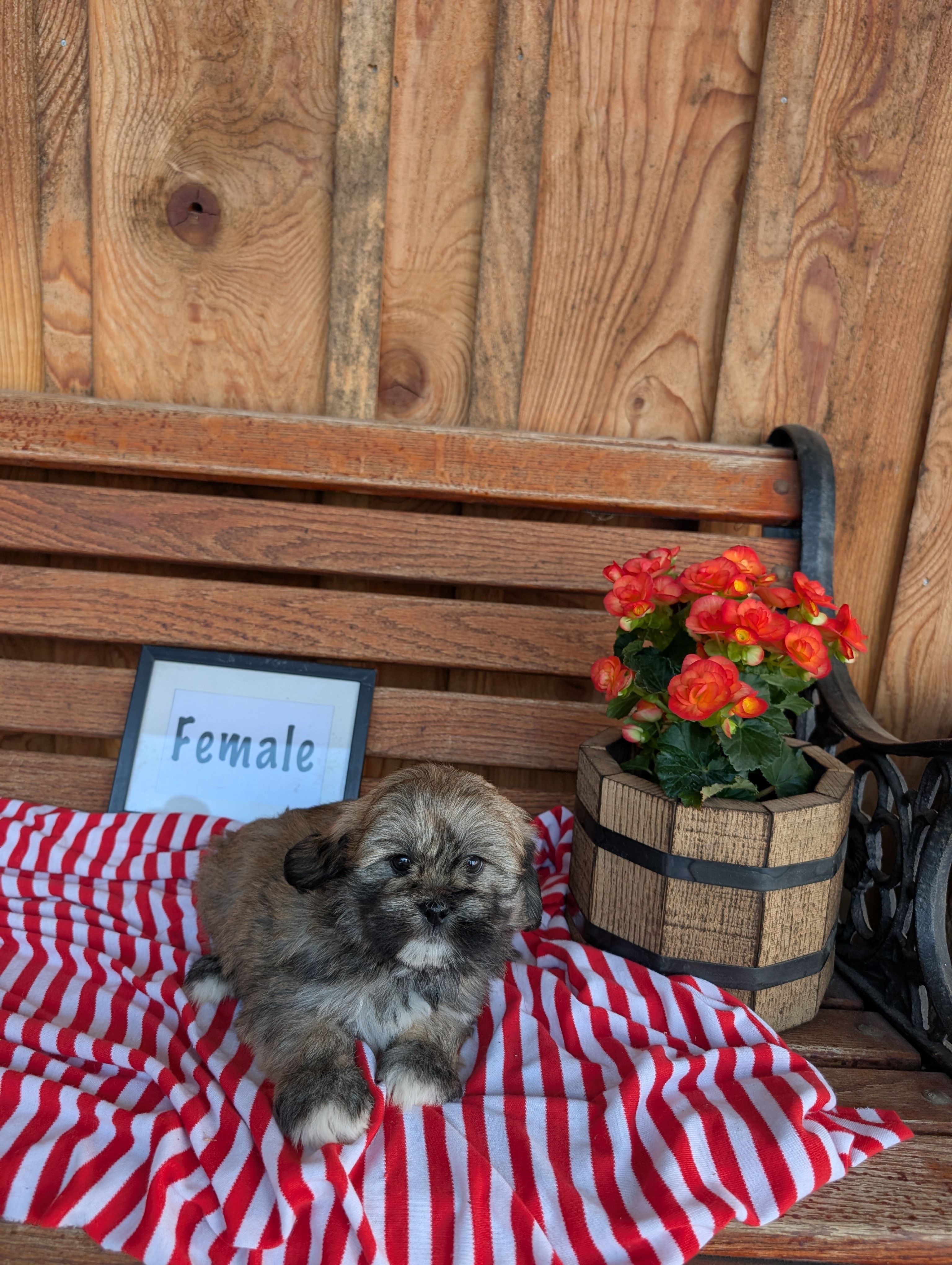 Lonny – Lhasa Apso puppy for sale in Shippensburg, PA