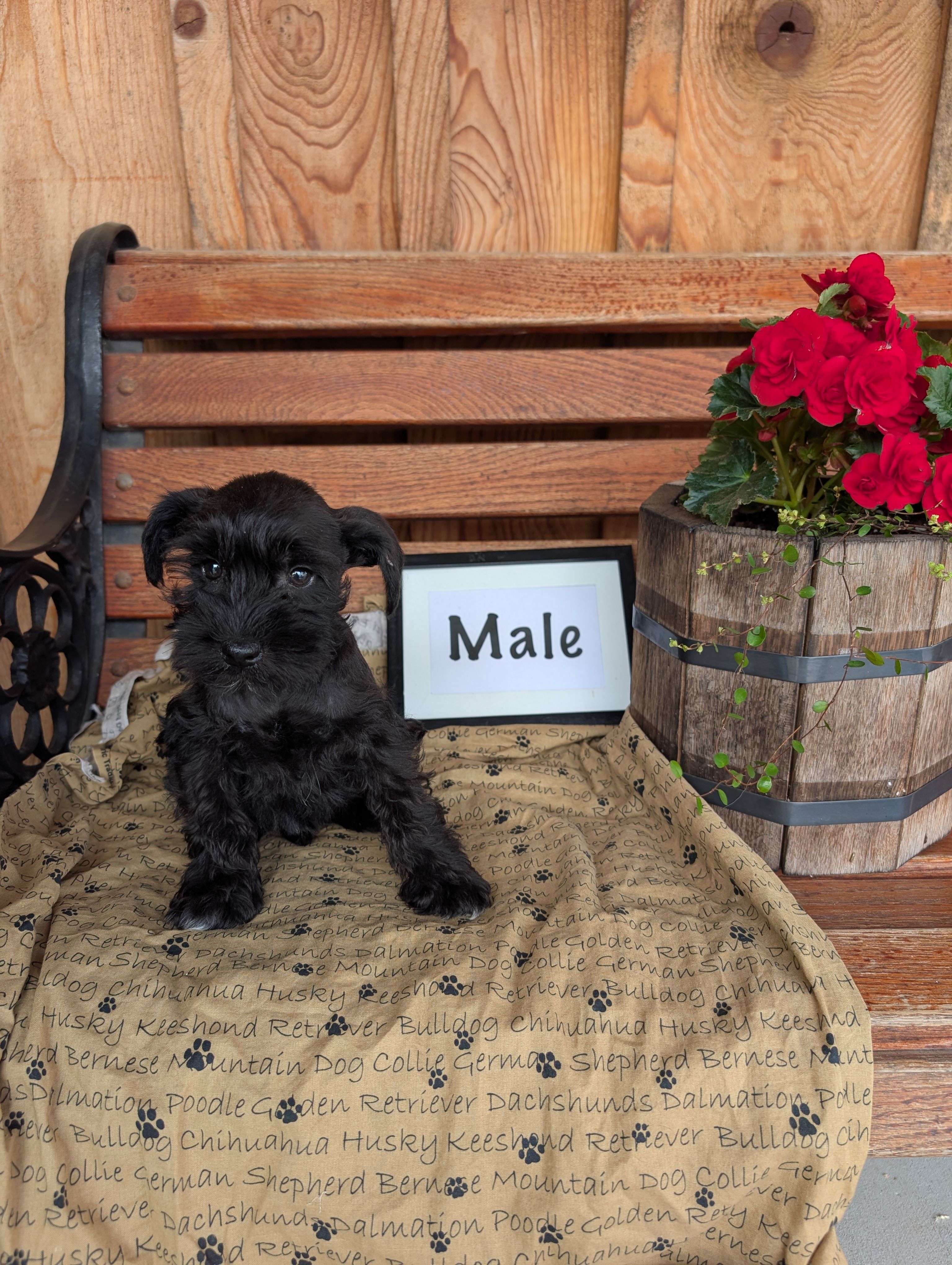 Sayo – Miniature Schnauzer puppy for sale in Shippensburg, PA