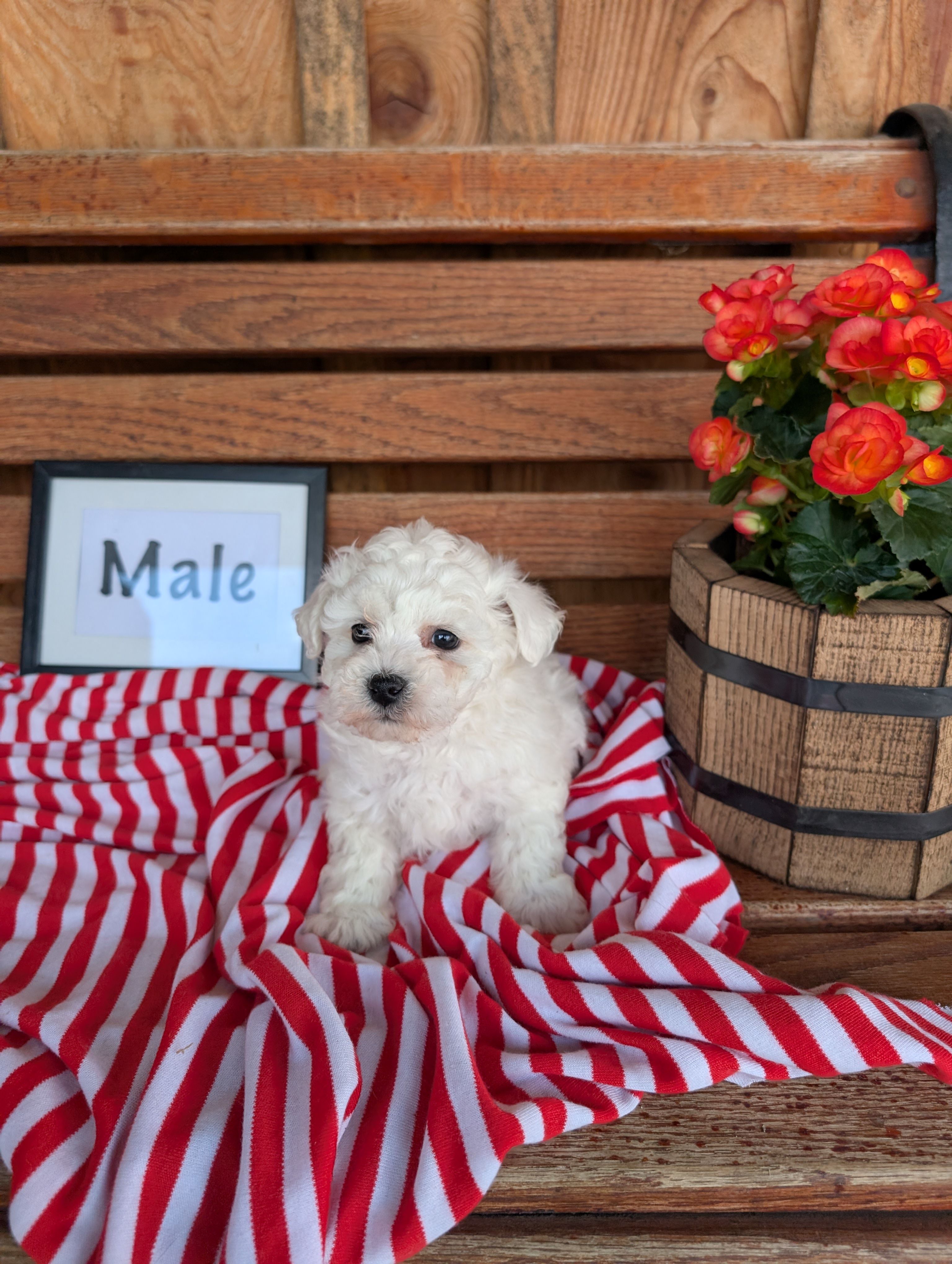 Braden – Bichon Frise puppy for sale in Shippensburg, PA
