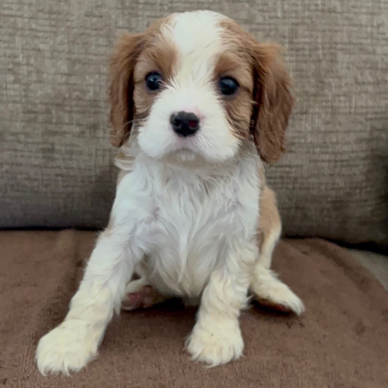Jasmine, a female Cavalier King Charles Spaniel for sale in Thousand Oaks, CA – 2 of 4