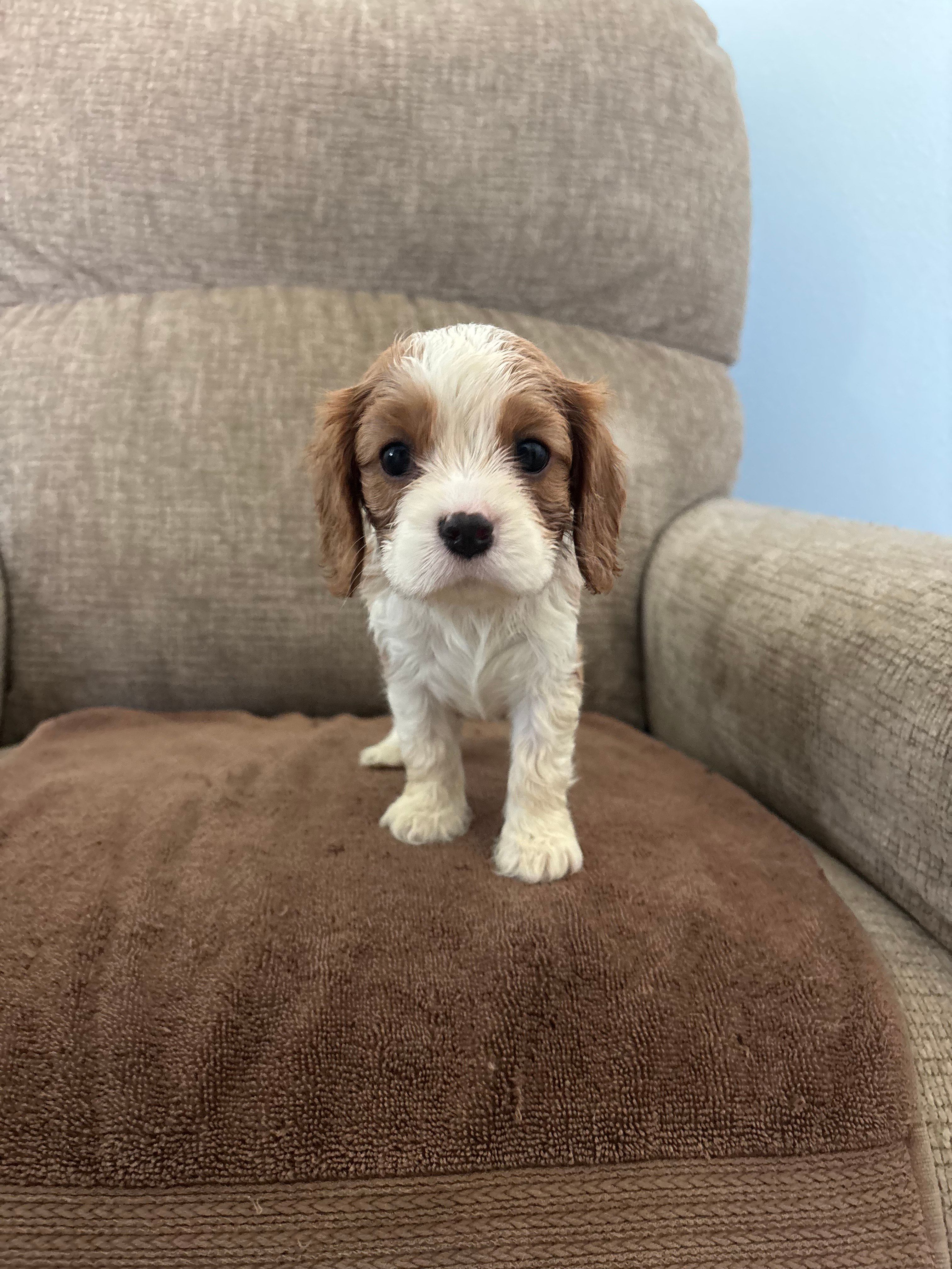 Jasmine – Cavalier King Charles Spaniel puppy for sale in Thousand Oaks, CA