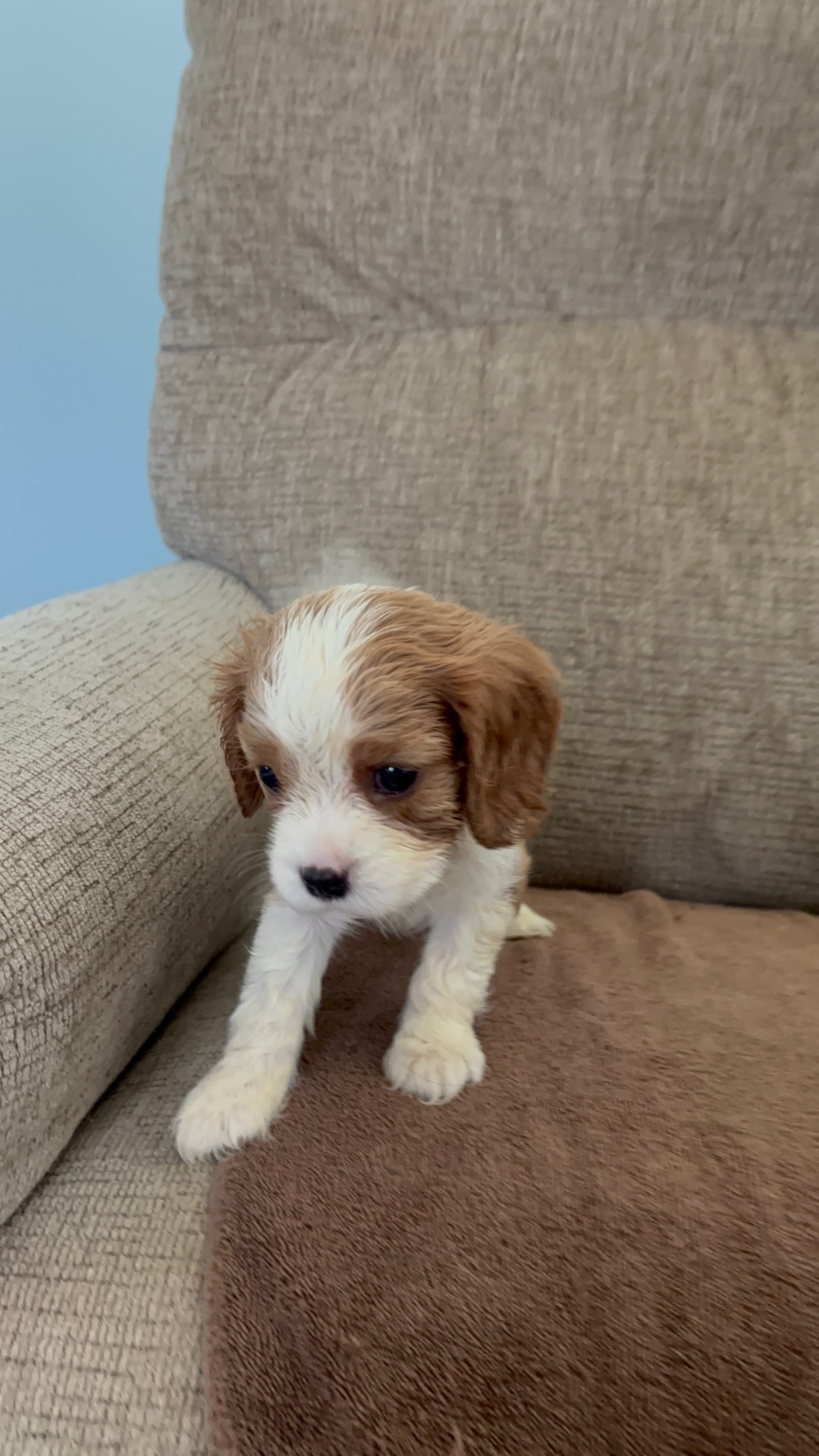 Jasmine, a female Cavalier King Charles Spaniel for sale in Thousand Oaks, CA – 3 of 4