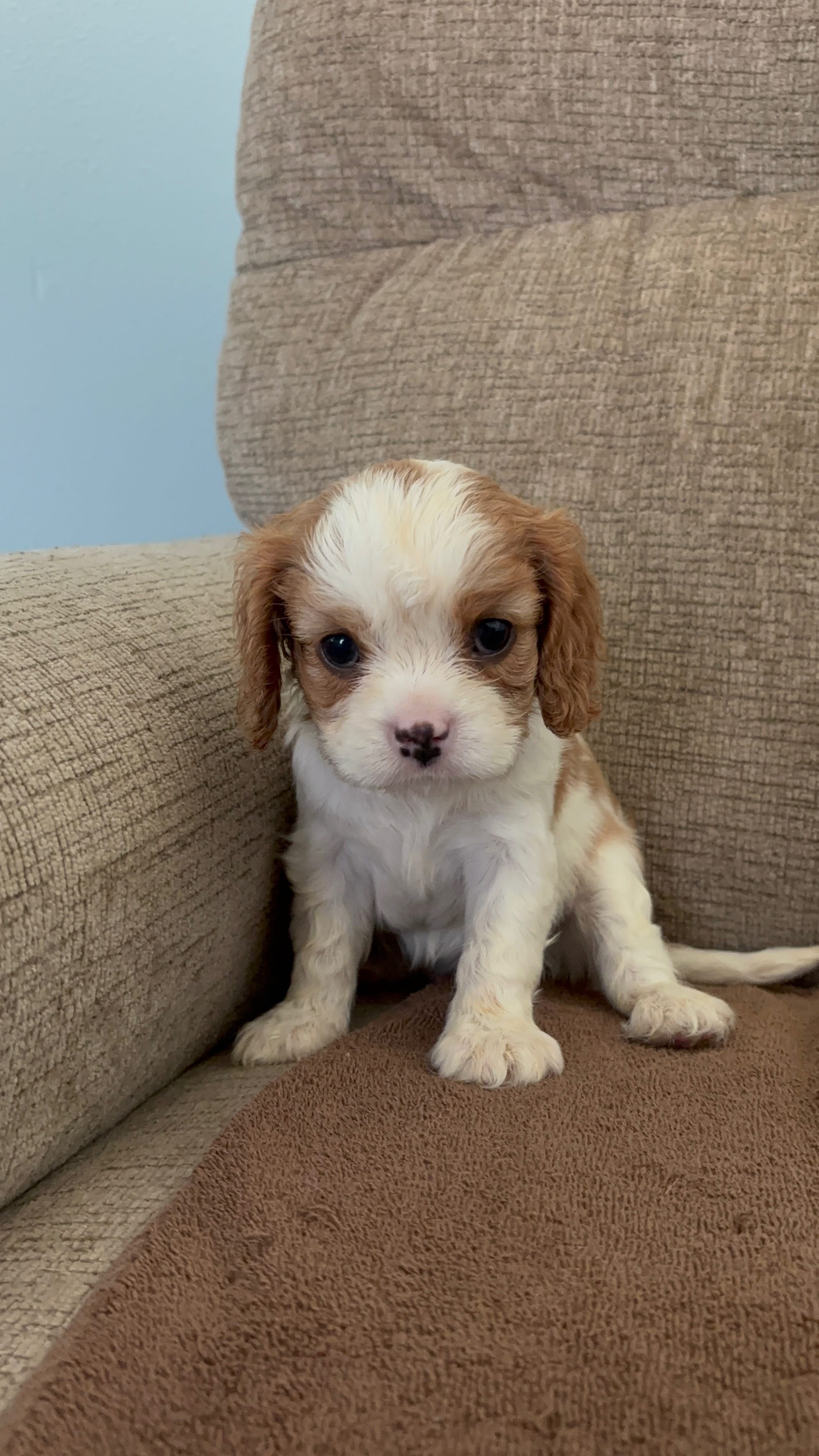 Snow White – Cavalier King Charles Spaniel puppy for sale in Thousand Oaks, CA