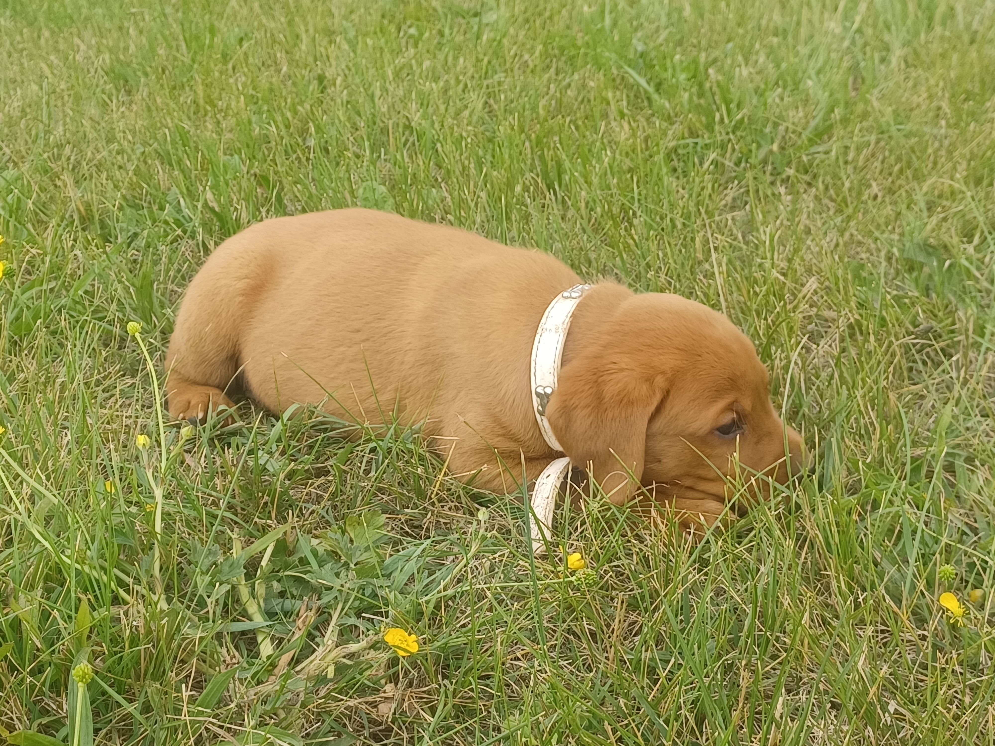 Fido – Labrador Retriever puppy for sale in Mc Gaheysville, VA