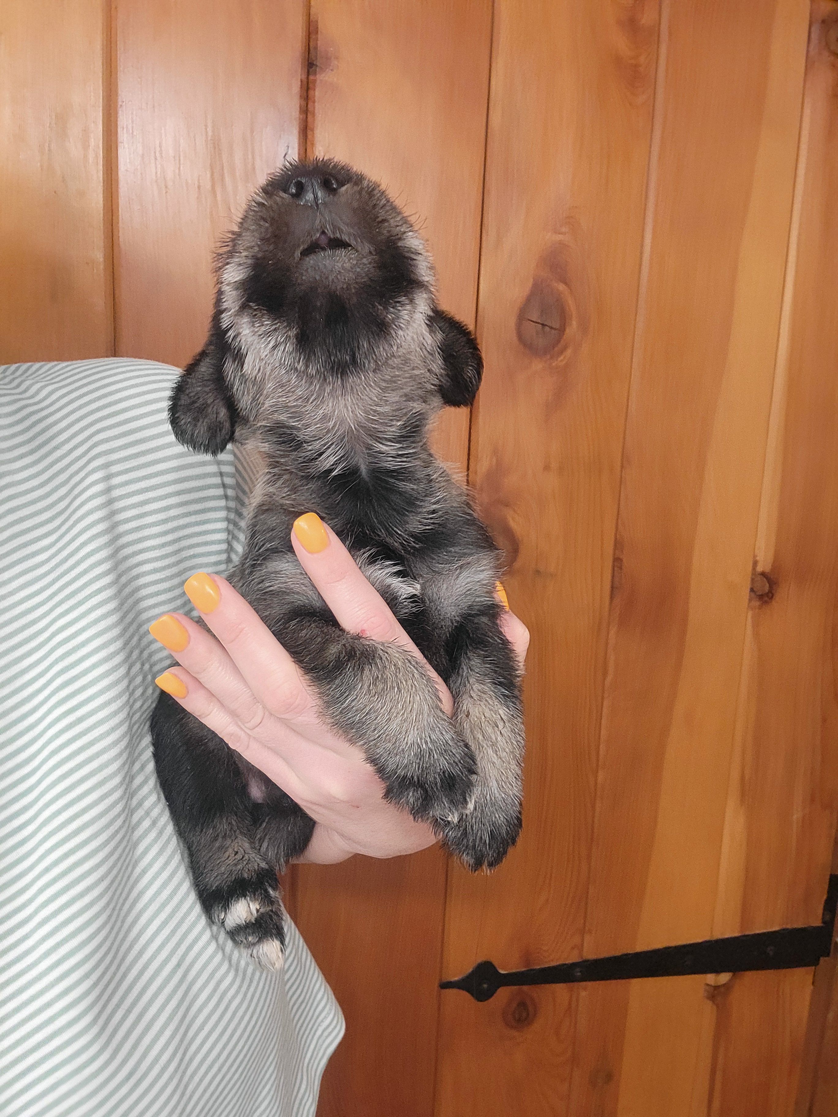 Akc boy, a male Standard Schnauzer for sale in McDonough, GA – Photo 2 of 2