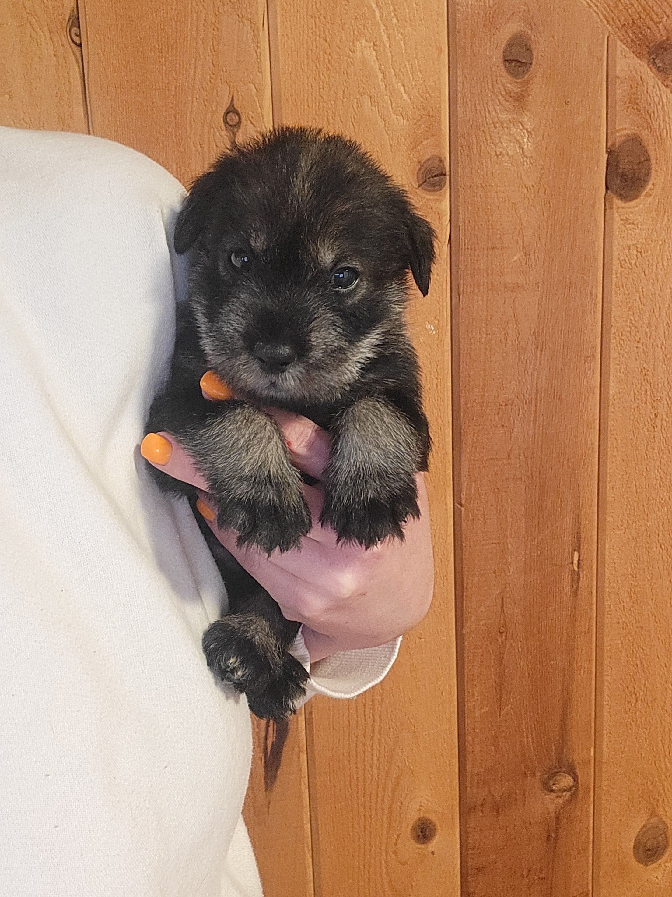 Akc girl – Standard Schnauzer puppy for sale in McDonough, GA