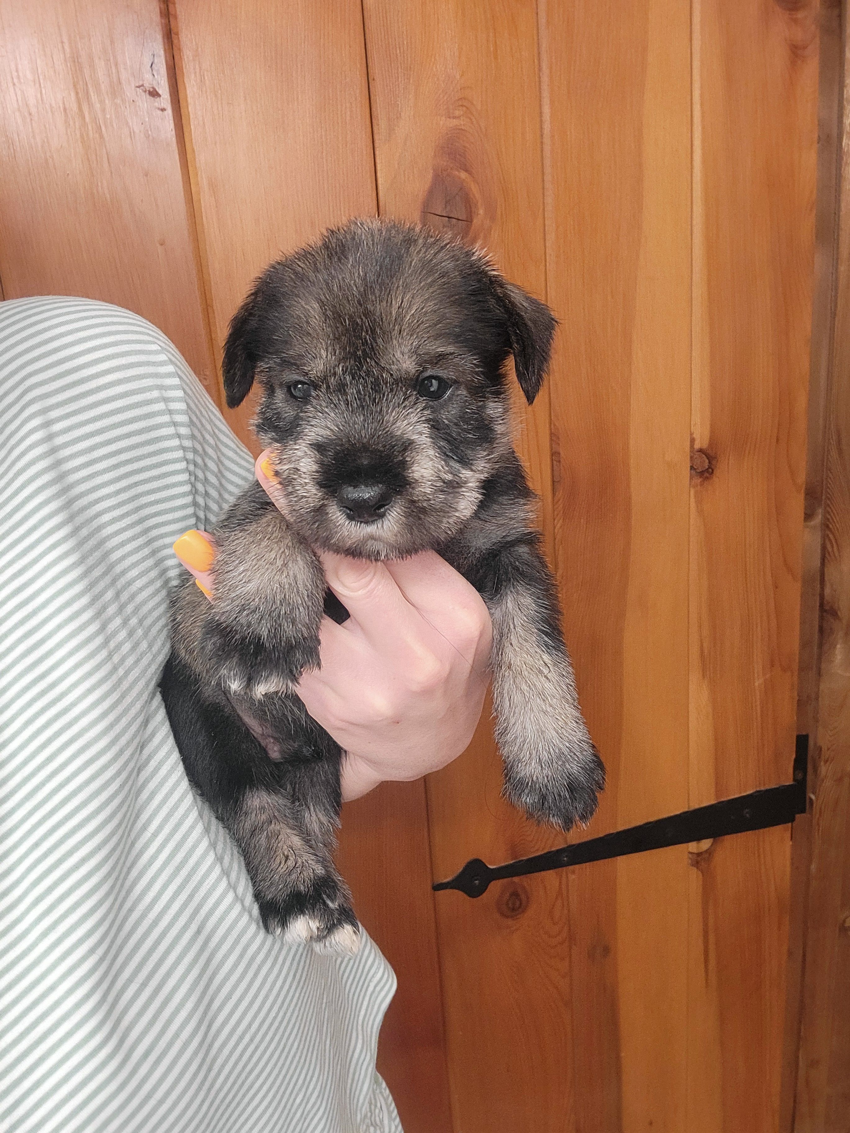 Akc boy – Standard Schnauzer puppy for sale in McDonough, GA