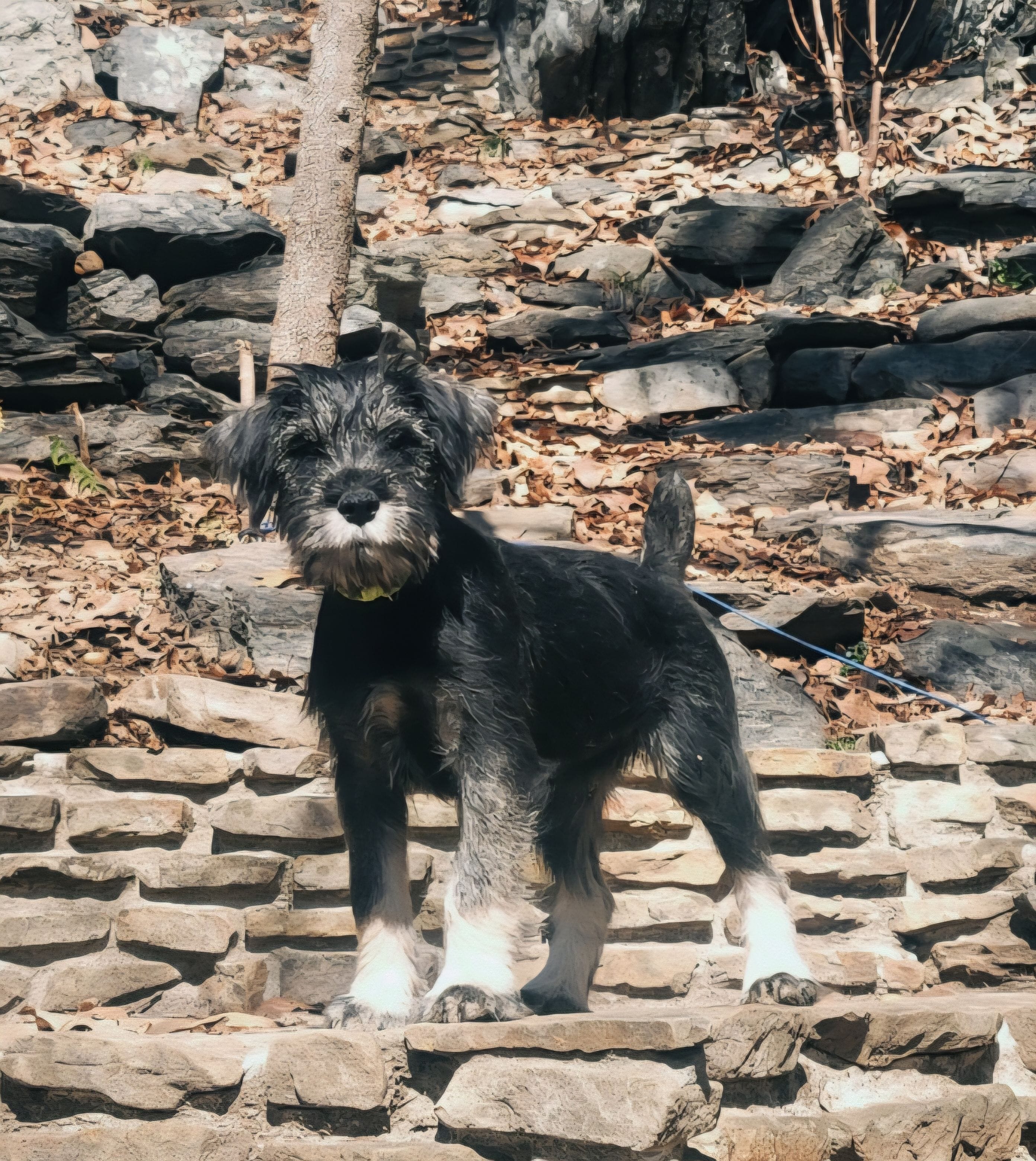 Akc boy – Standard Schnauzer puppy for sale in McDonough, GA