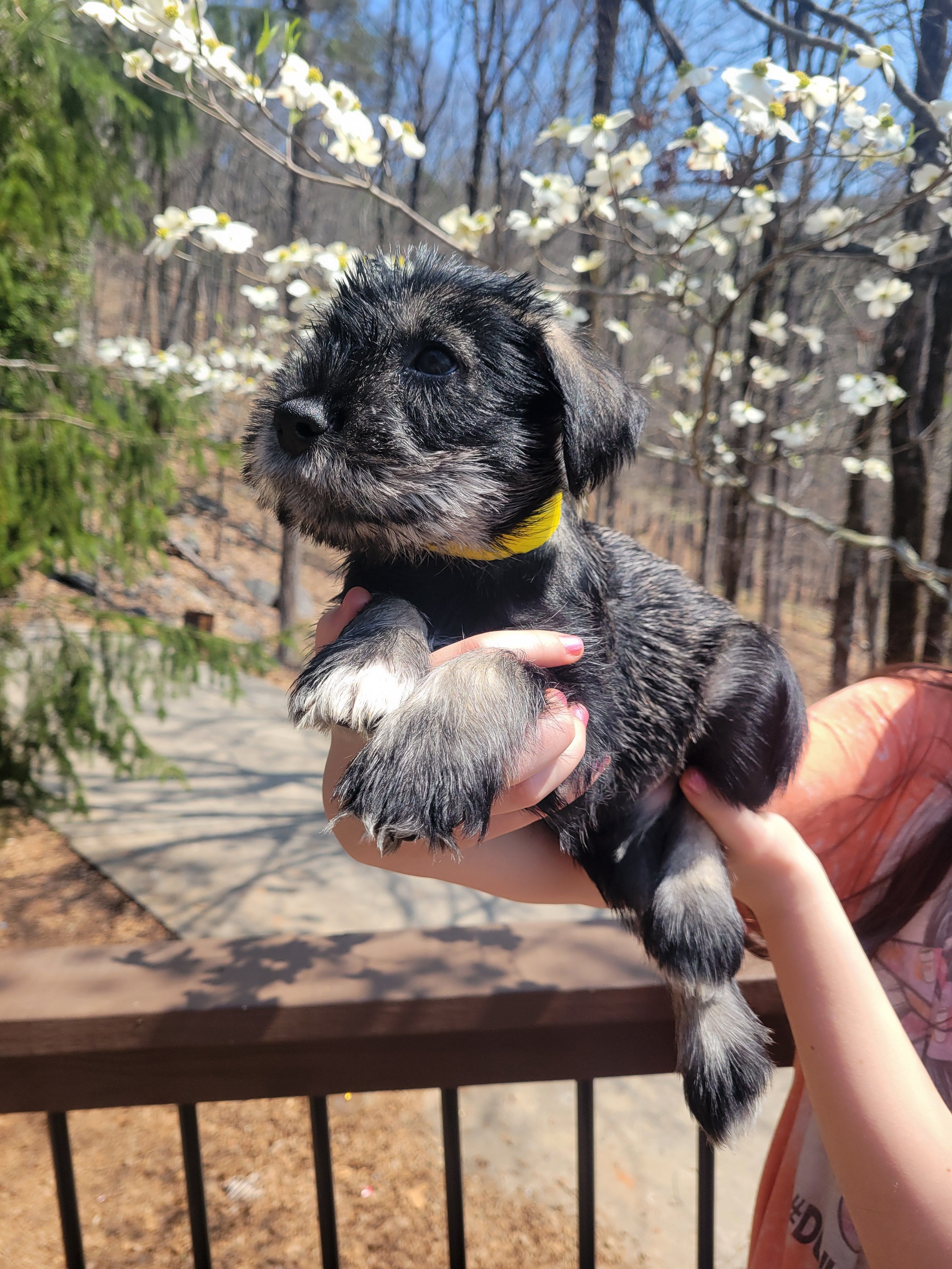 Akc boy – Standard Schnauzer puppy for sale in McDonough, GA
