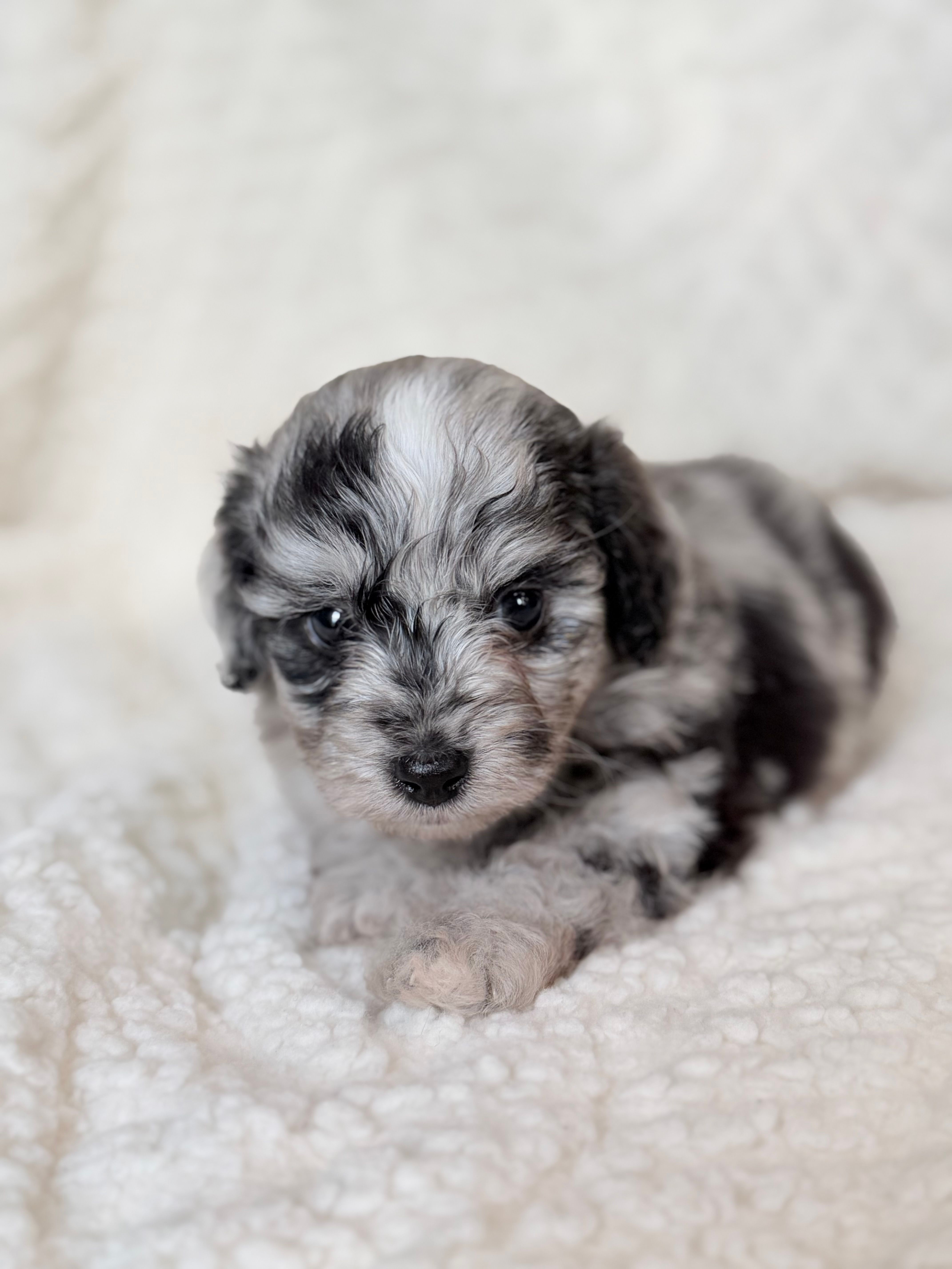 Tripp- Toy – Miniature Aussiedoodle puppy for sale in Verona, MO