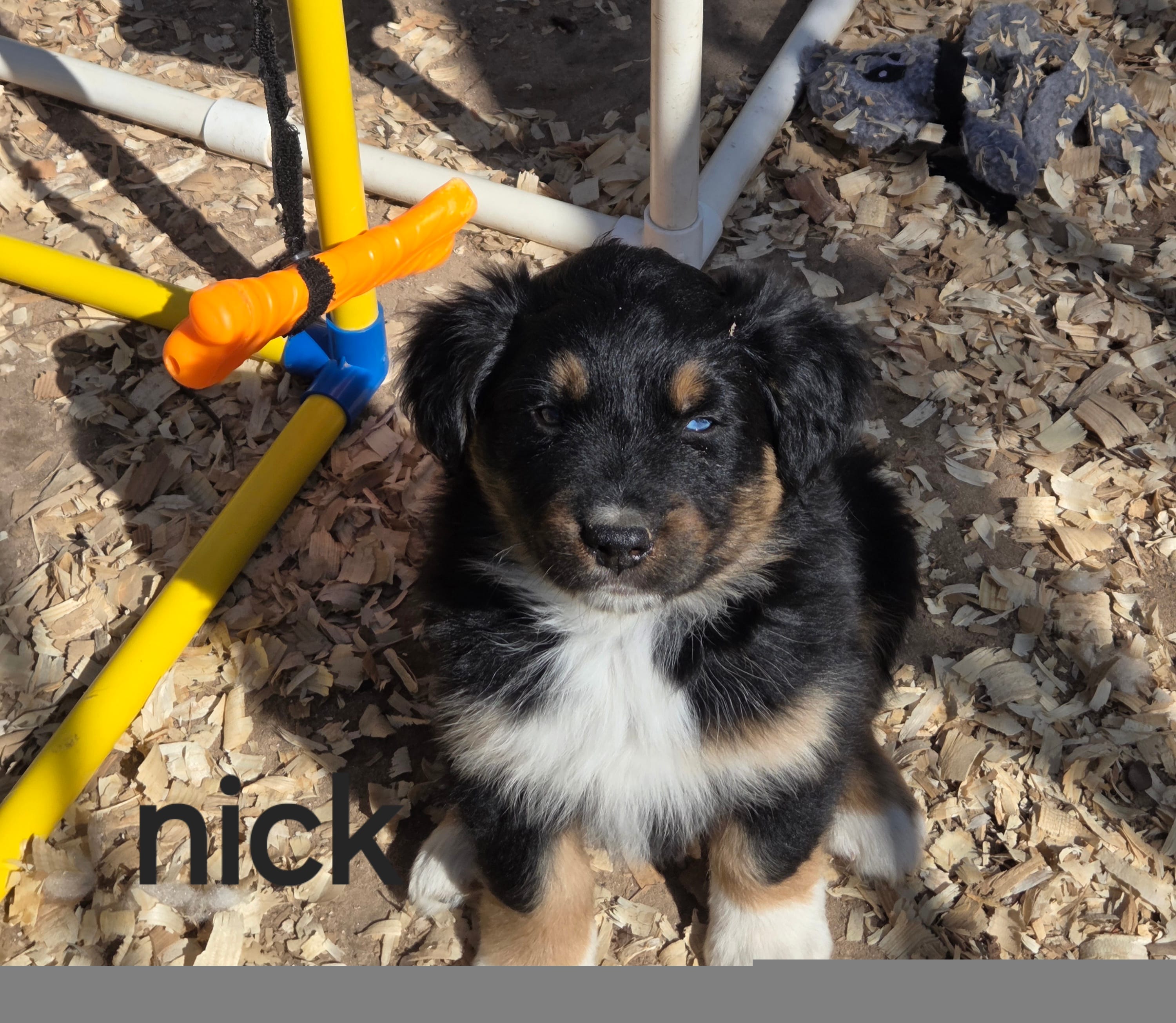 Nick, AKC, a male Australian Shepherd for sale in Mineola, TX – Photo 2 of 8