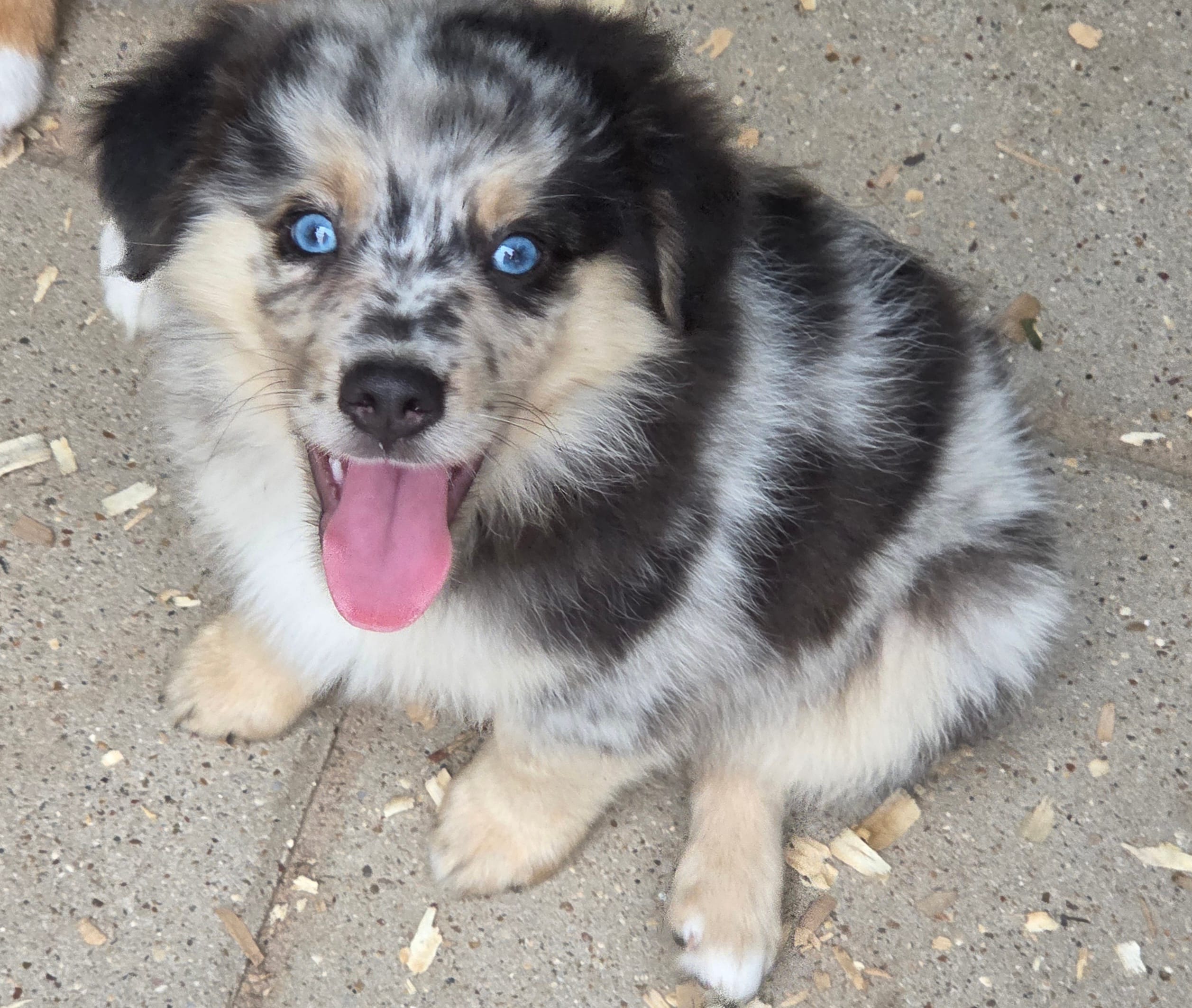 Prince, ASDR – Miniature Australian Shepherd puppy for sale in Mineola, TX