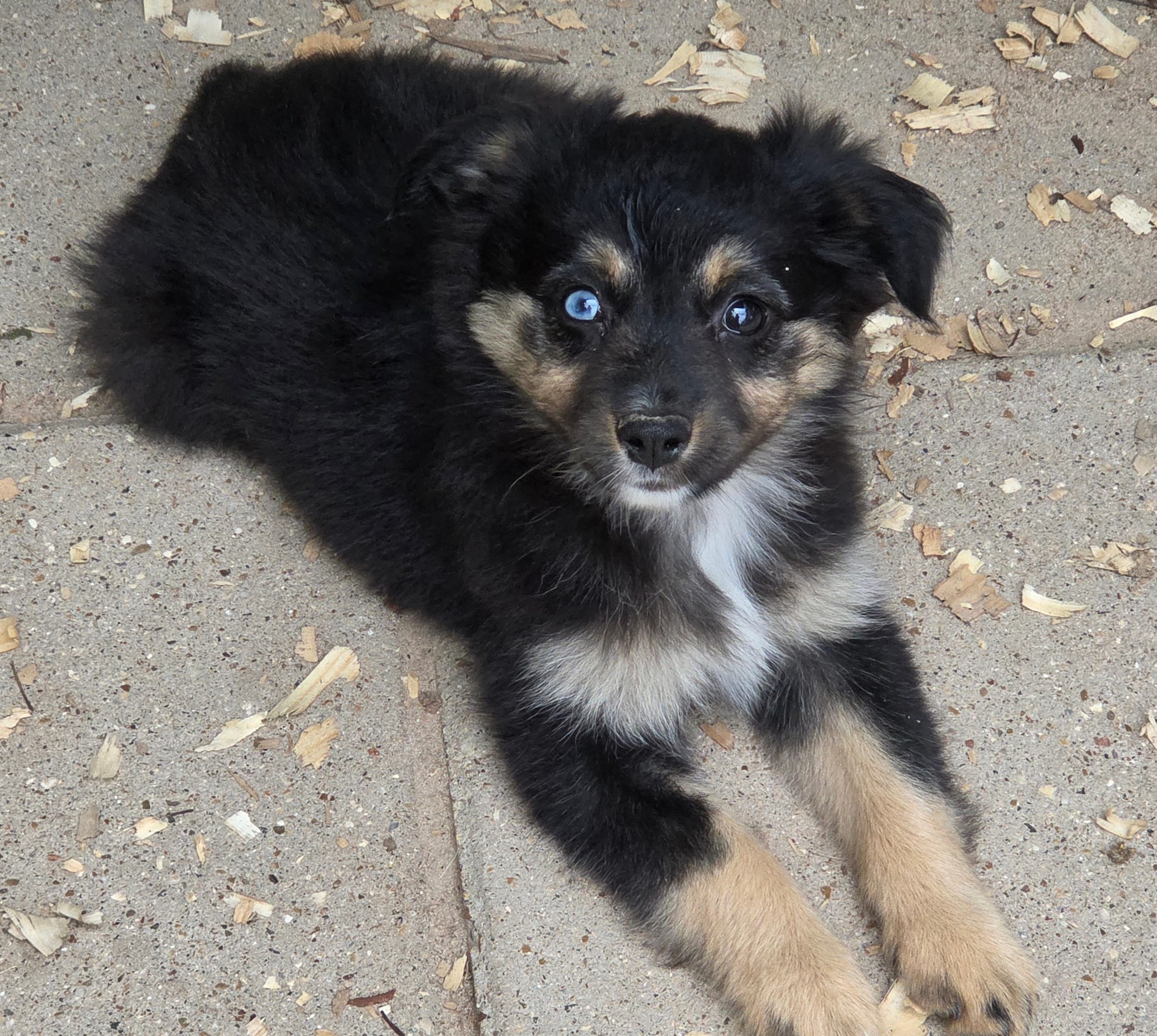 Paisley, ASDR – Miniature Australian Shepherd puppy for sale in Mineola, TX