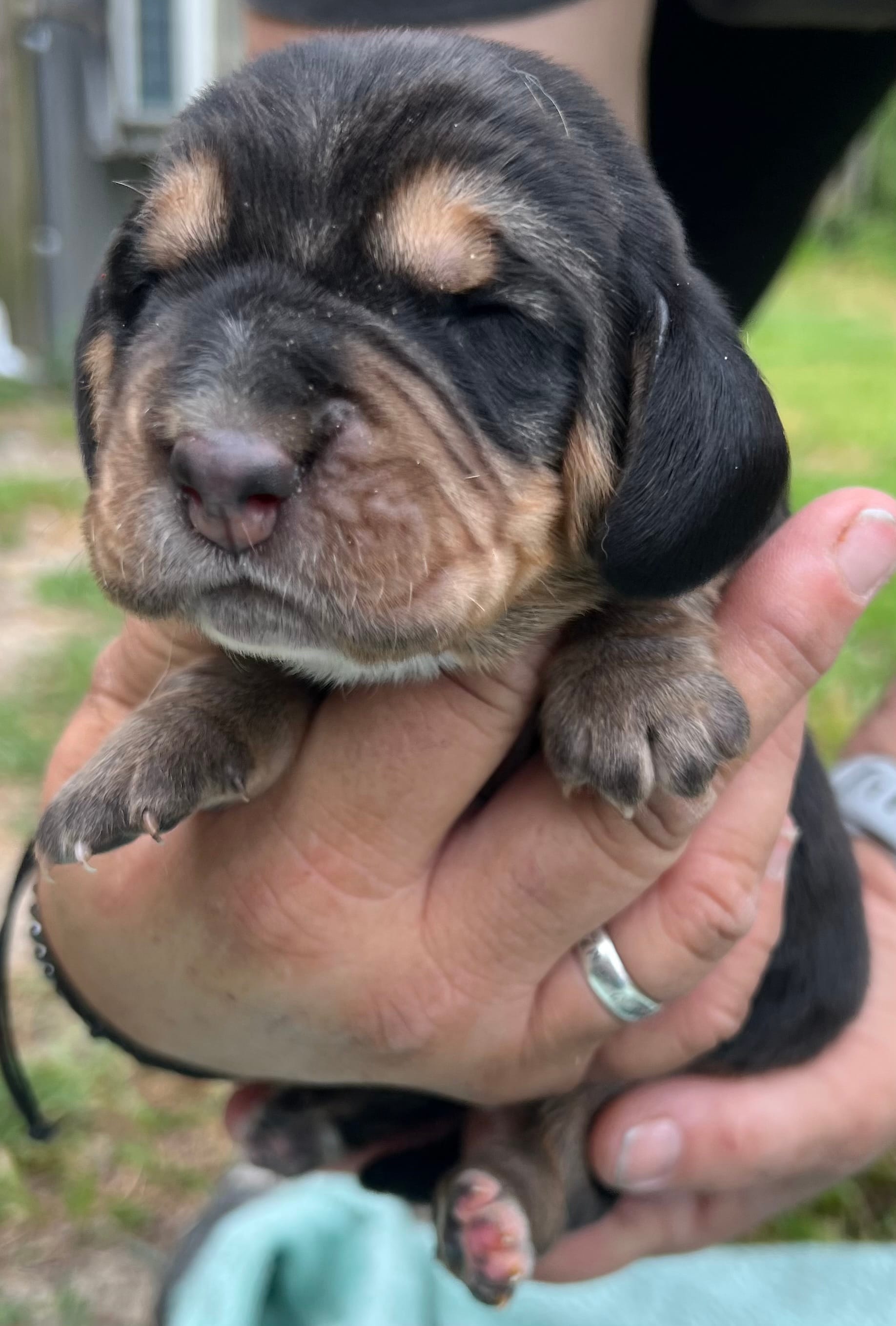 Dark blue – Basset Hound puppy for sale in Blackshear, GA