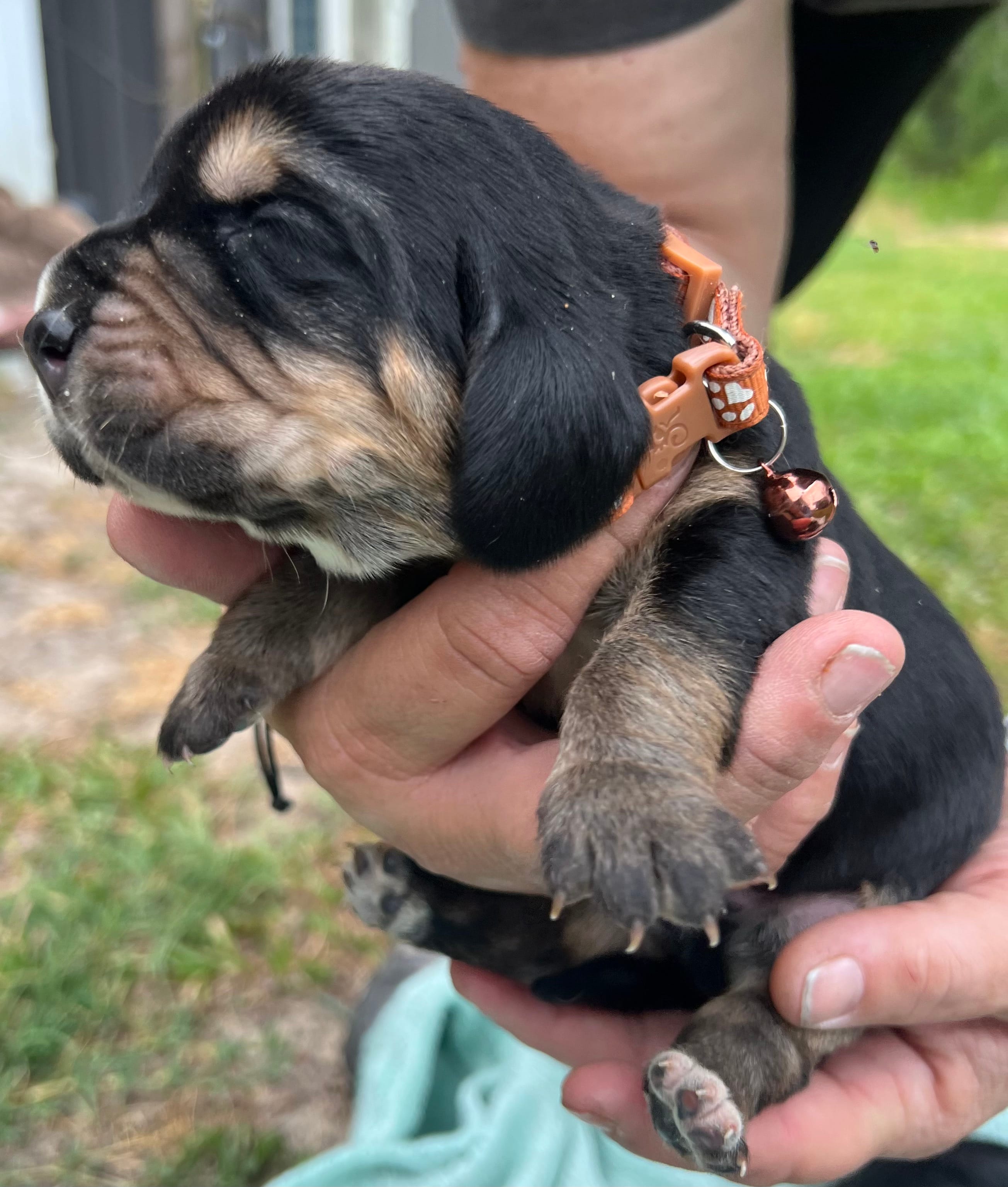 Brown – Basset Hound puppy for sale in Blackshear, GA