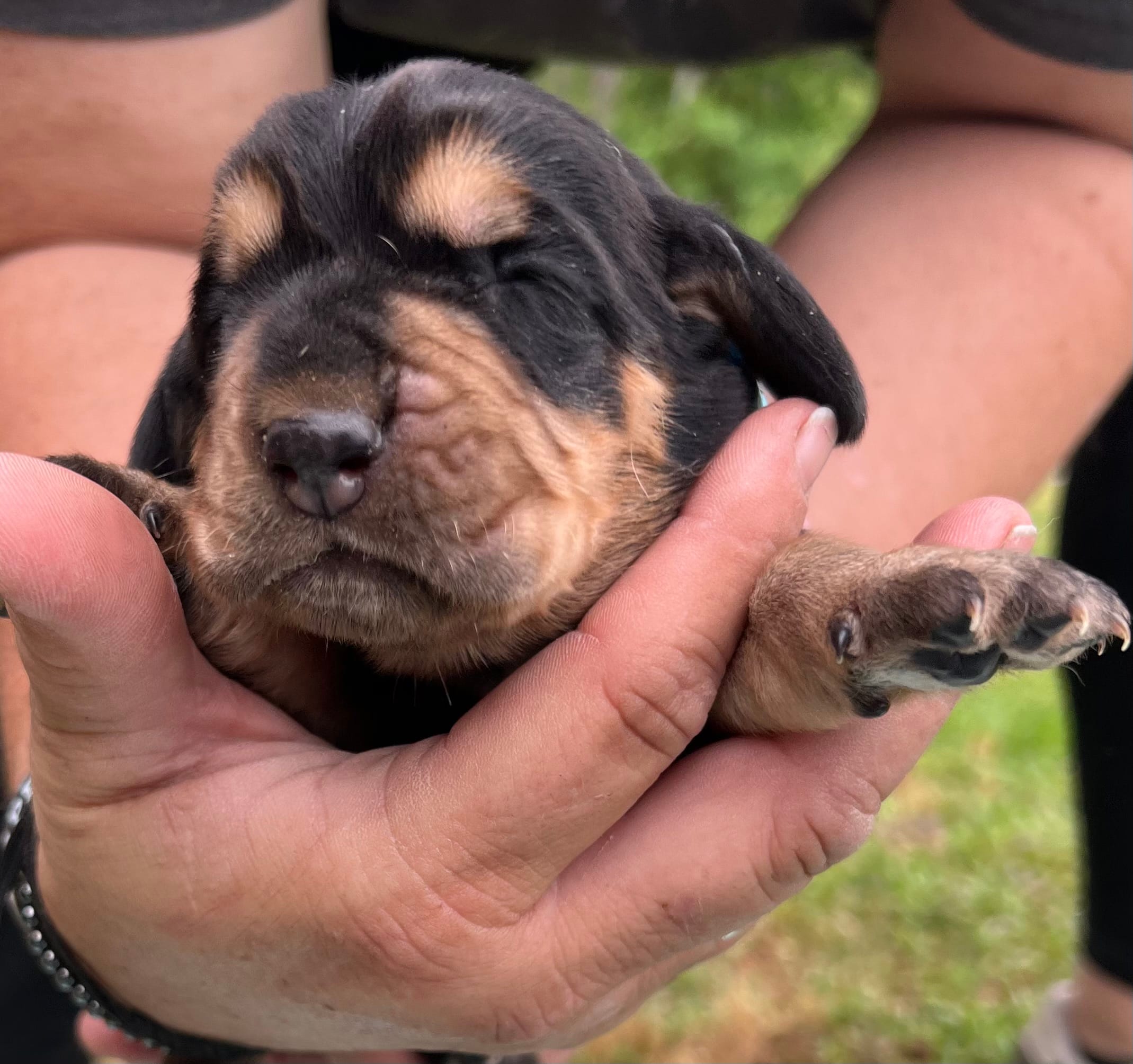 Light blue – Basset Hound puppy for sale in Blackshear, GA
