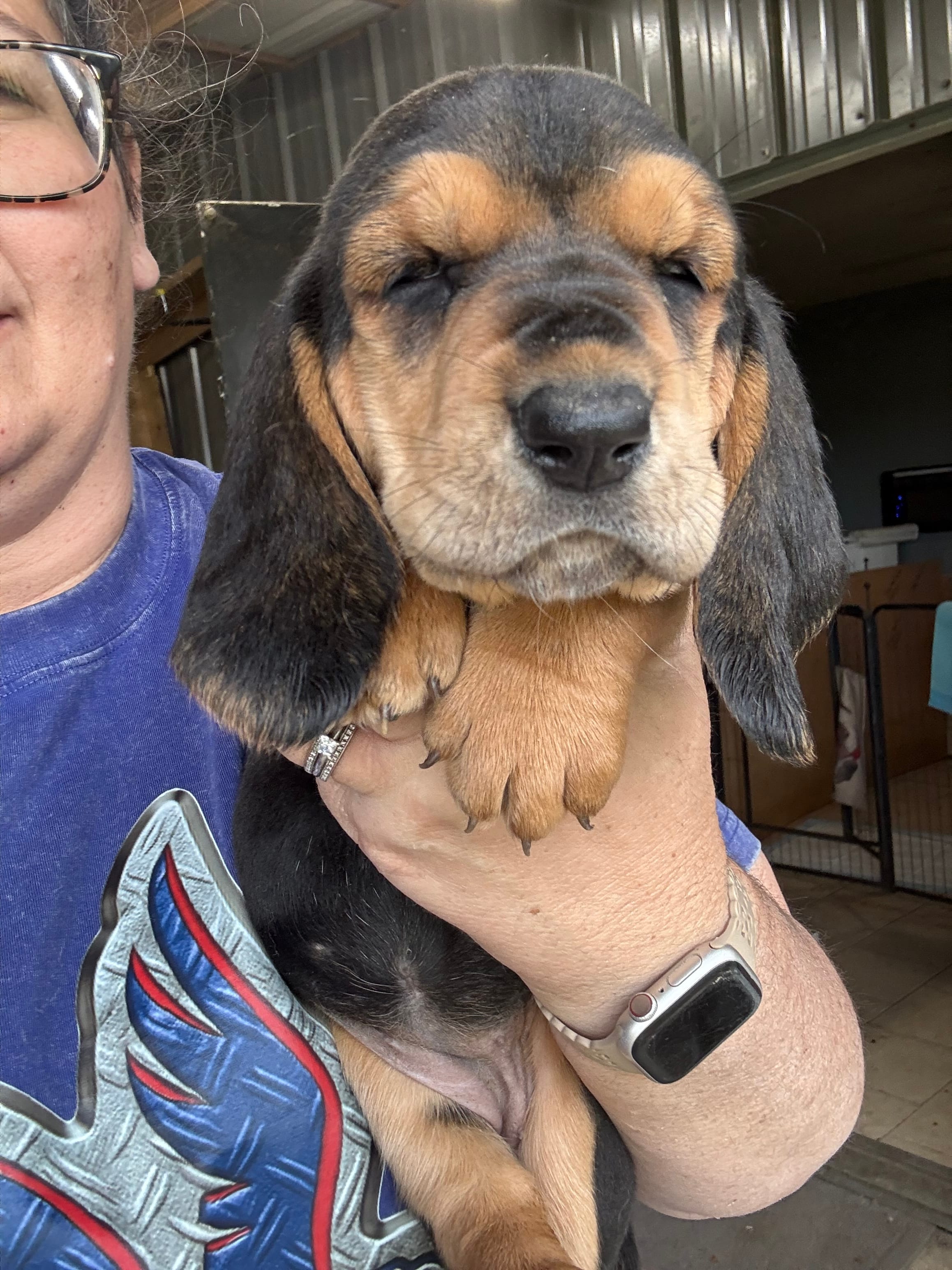 Yellow – Basset Hound puppy for sale in Blackshear, GA