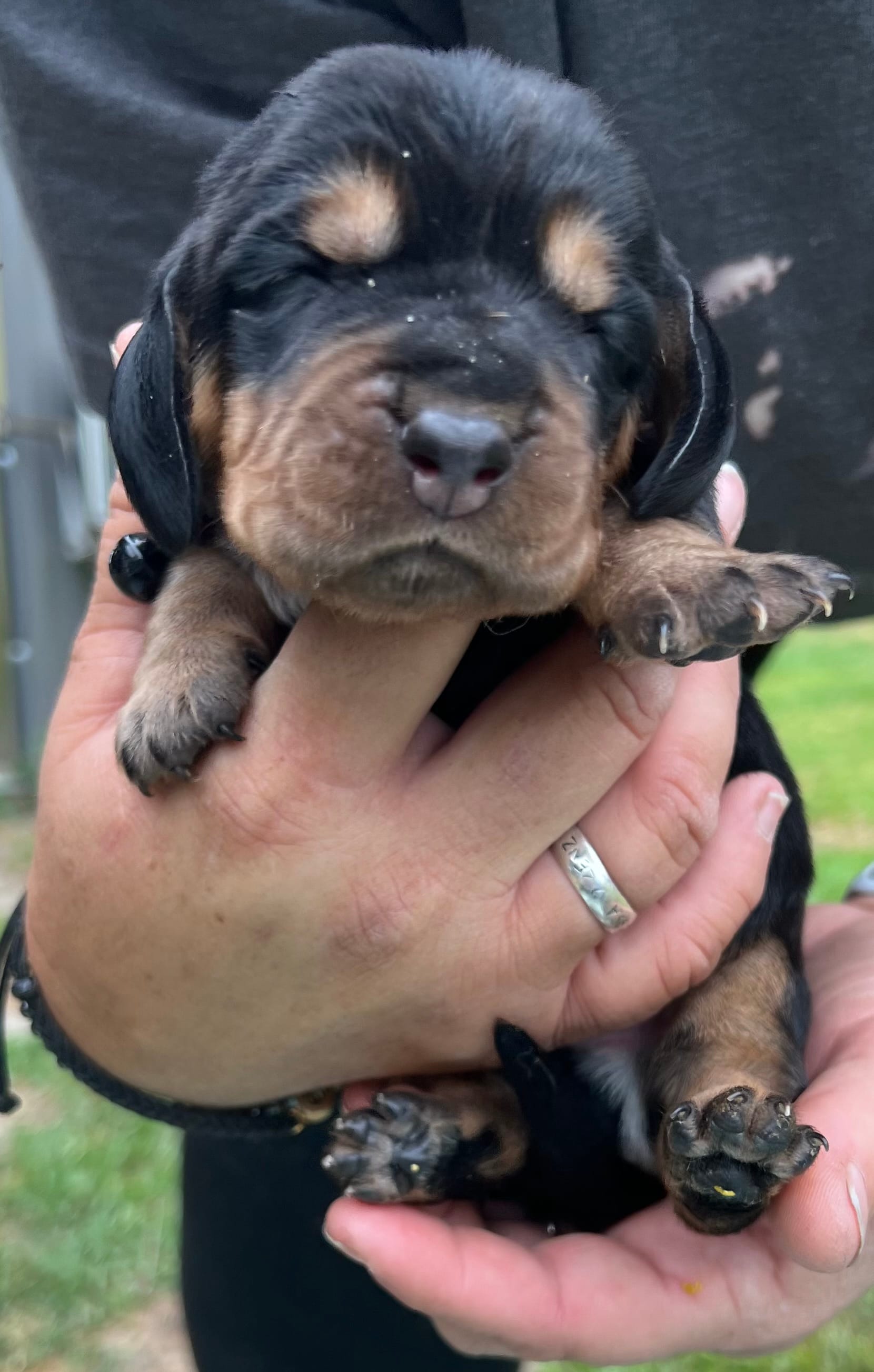 Black – Basset Hound puppy for sale in Blackshear, GA