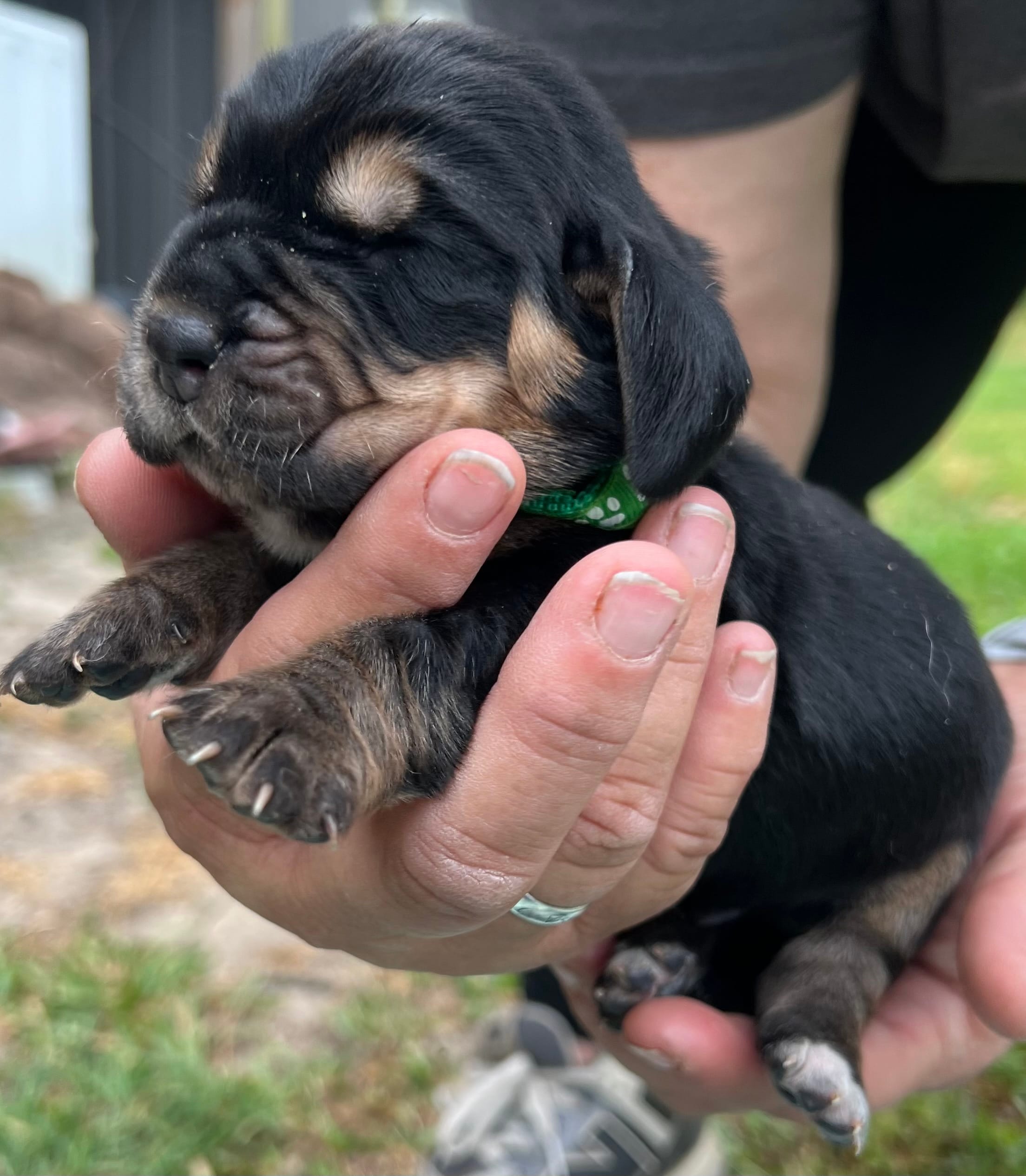 Green – Basset Hound puppy for sale in Blackshear, GA